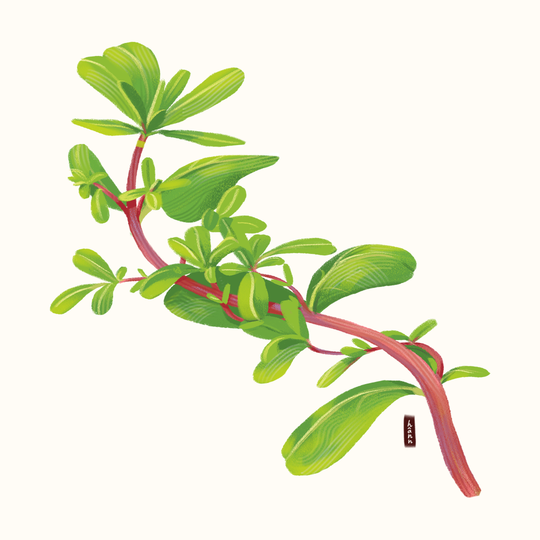 Illustration of a green leafy plant with a reddish stem.