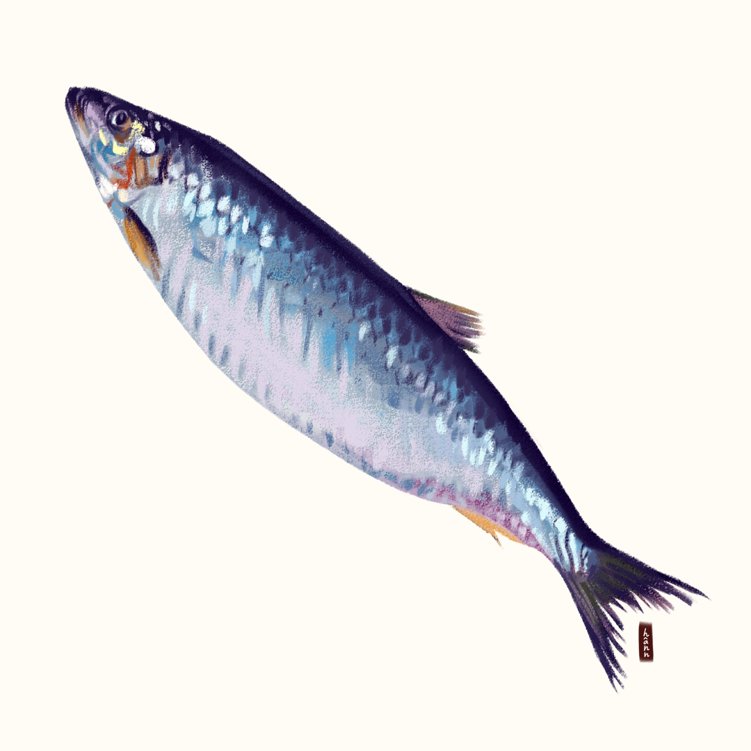 Drawing of a fish with shiny blue and silver scales, facing left, on a plain light background.