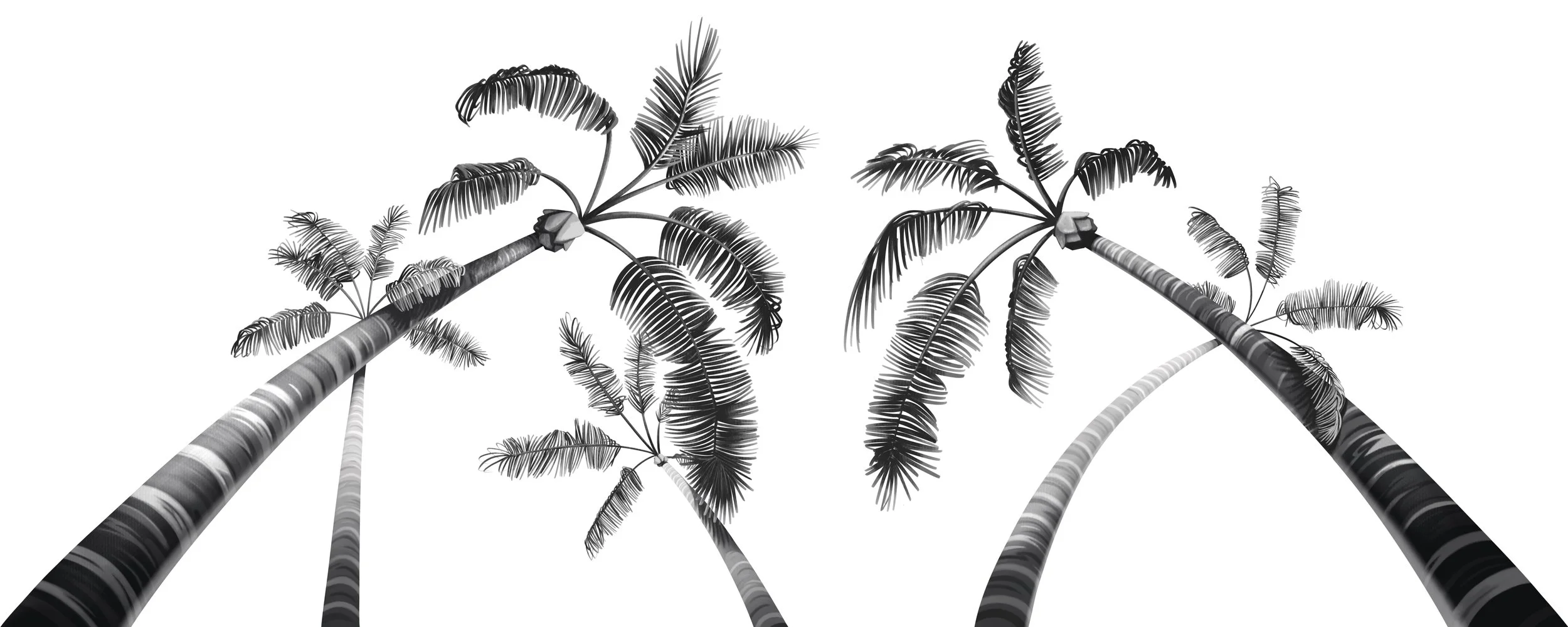 Black and white illustration of several palm trees viewed from below.