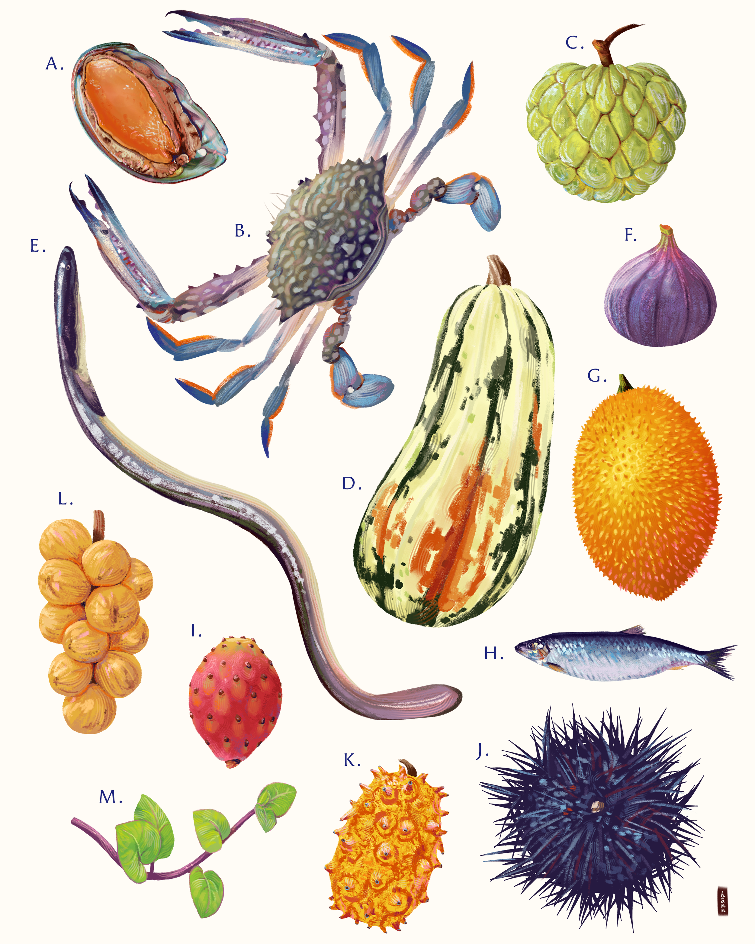 Illustration of various animals and fruits, including a crab, a fish, a spider crab, a pineapple, a durian, a dragon fruit, a seedling, a strawberry, a sea urchin, a pufferfish, a sea cucumber, a chordate, a shell, and a sea worm.
