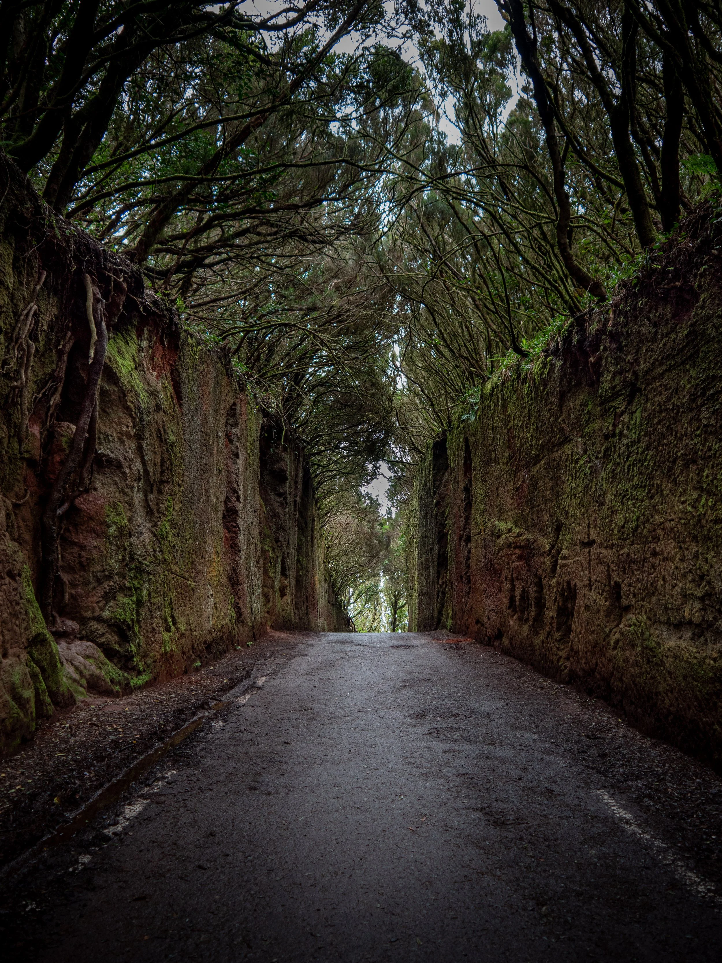 Narrow road lined with high walls and arching trees forming a canopy overhead.