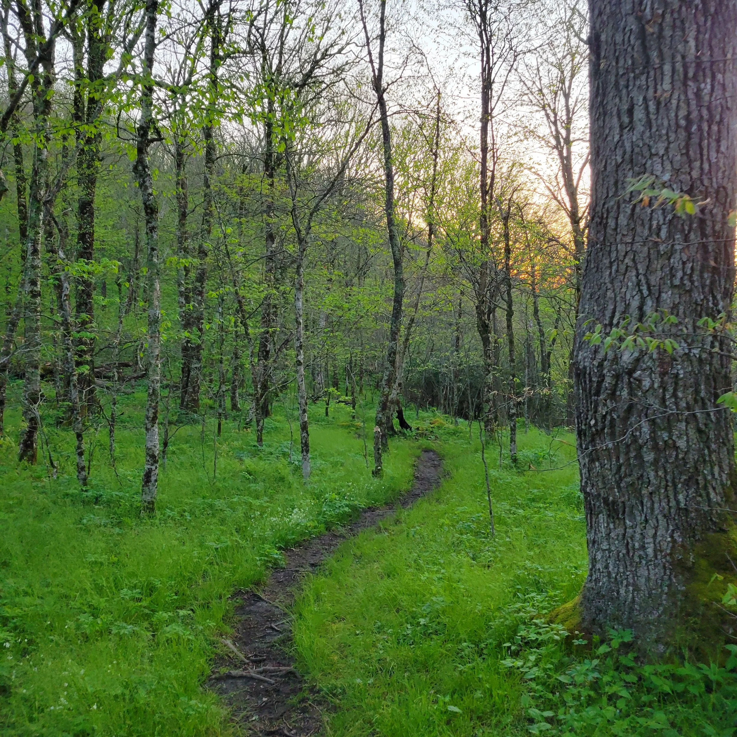 A narrow dirt trail winding through a lush green forest with tall trees and fresh spring leaves, illuminated by soft sunrise or sunset light.