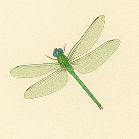 Small Spring Herald dragonfly