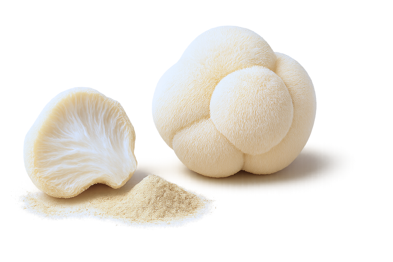 Igelstachelbart-Pilz mit pulverisierter Form und geschnittenem Stück auf hellem Hintergrund.