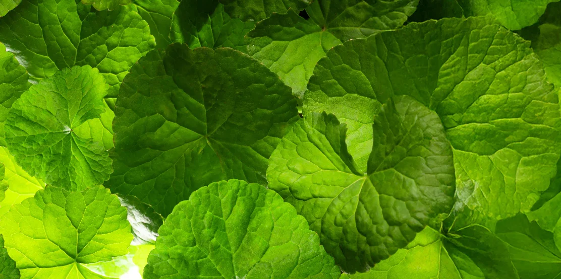 Close-up of lush green, textured leaves with prominent veins.