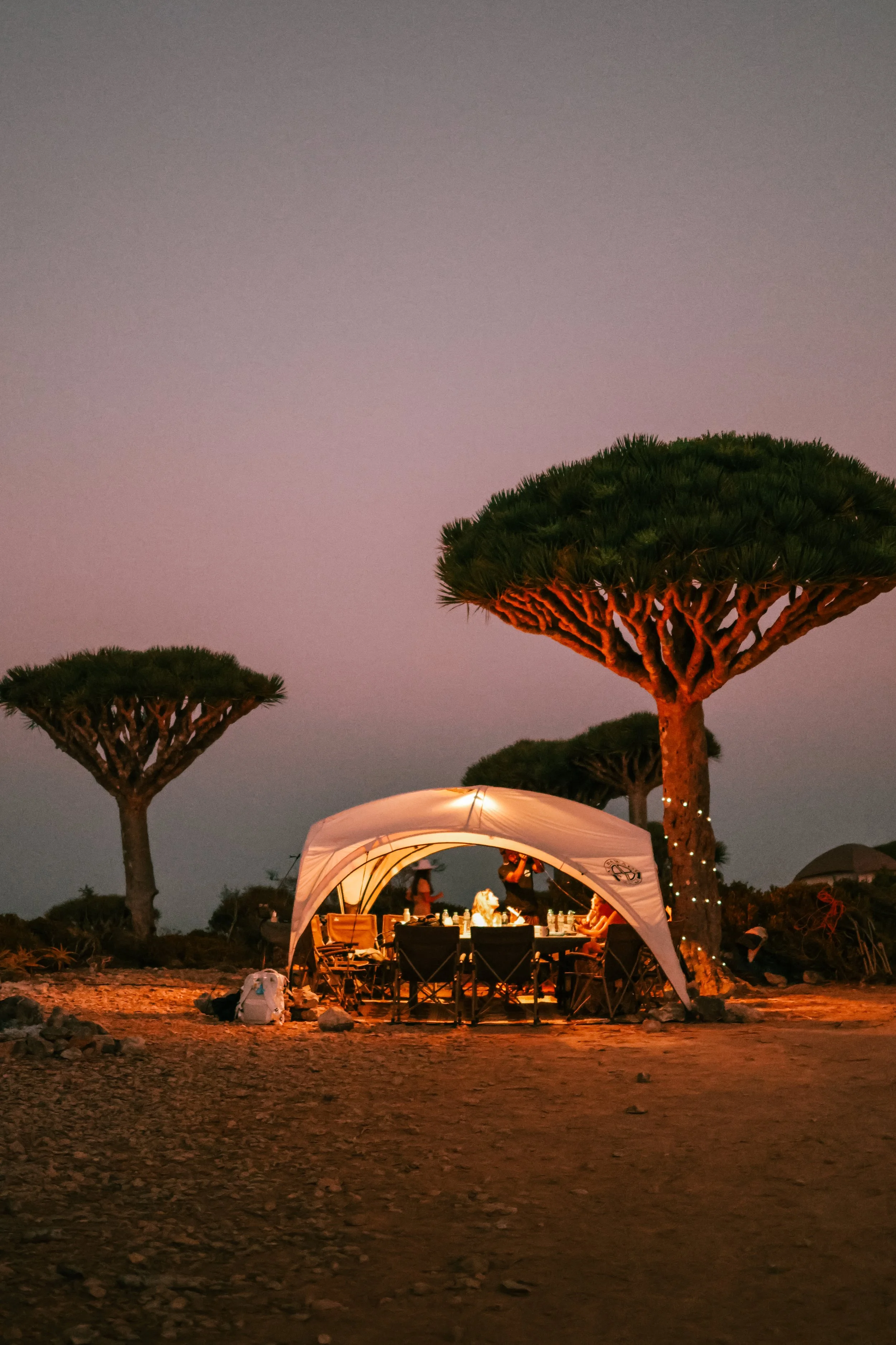 A canopy tent with chairs and people around a table at sunset in a desert landscape, surrounded by dragon blood trees.