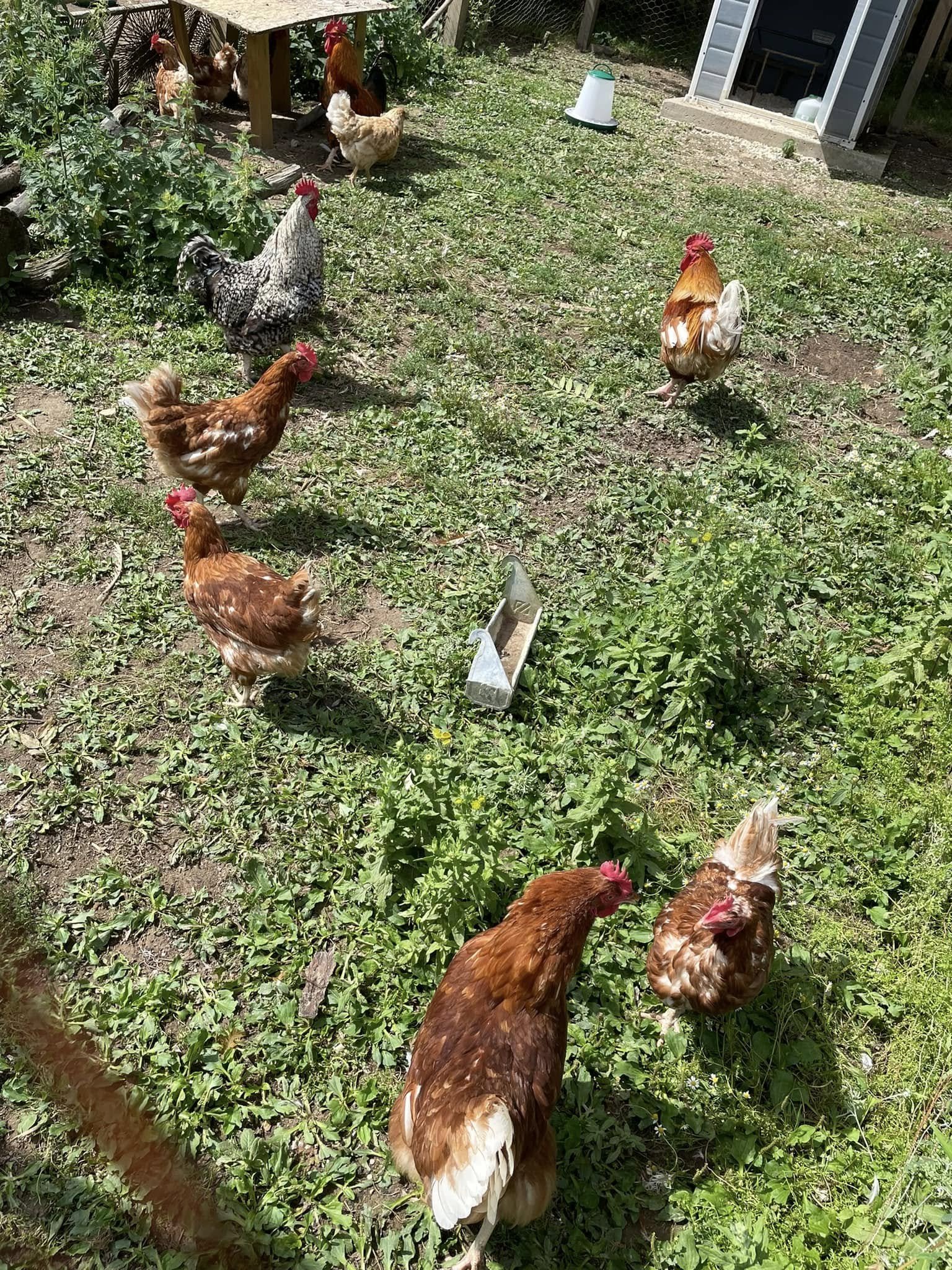 Chickens roaming in a grassy yard with a small coop and feeding trays.