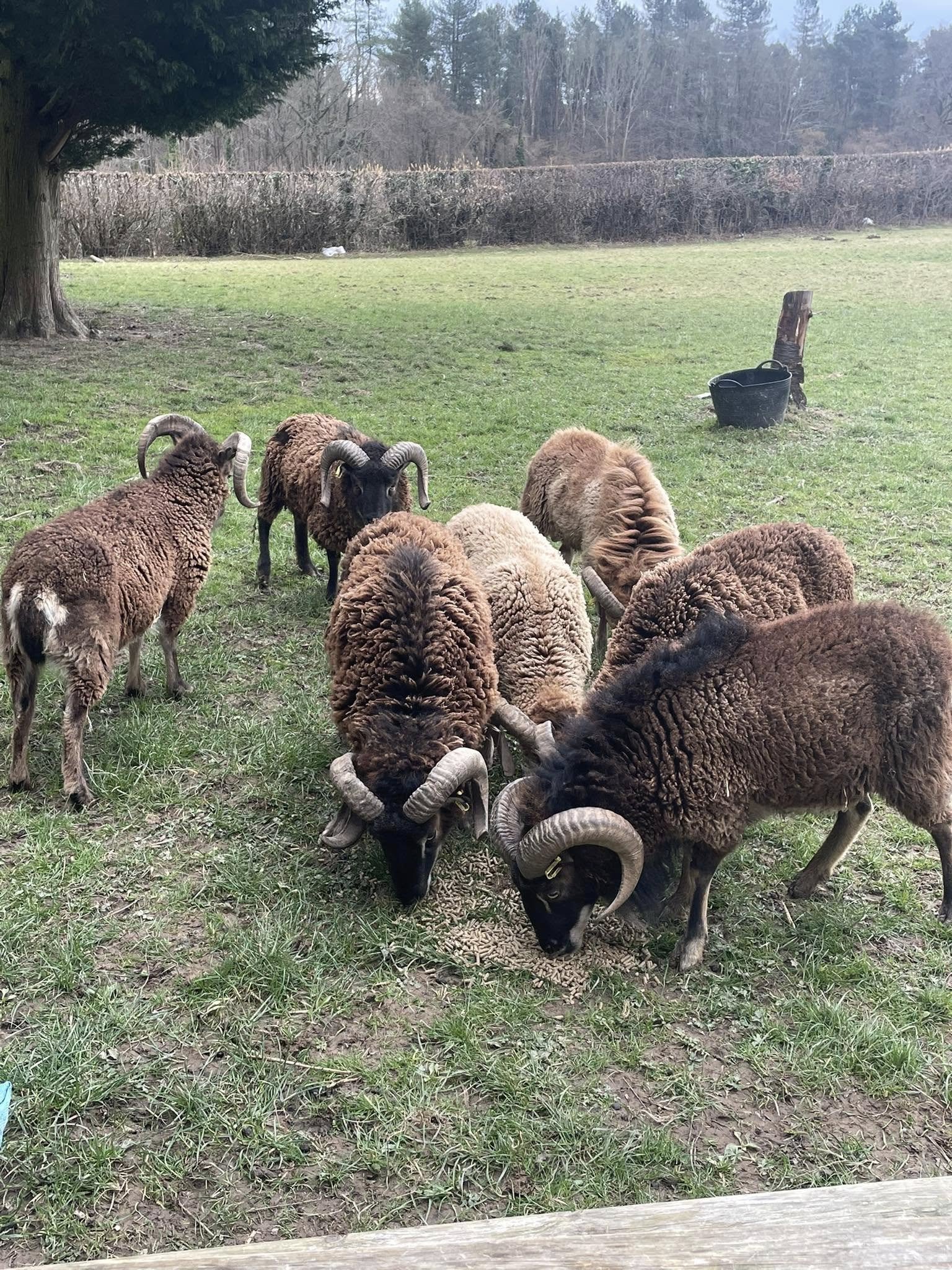 A group of sheep with spiral horns grazing on grass in a field.