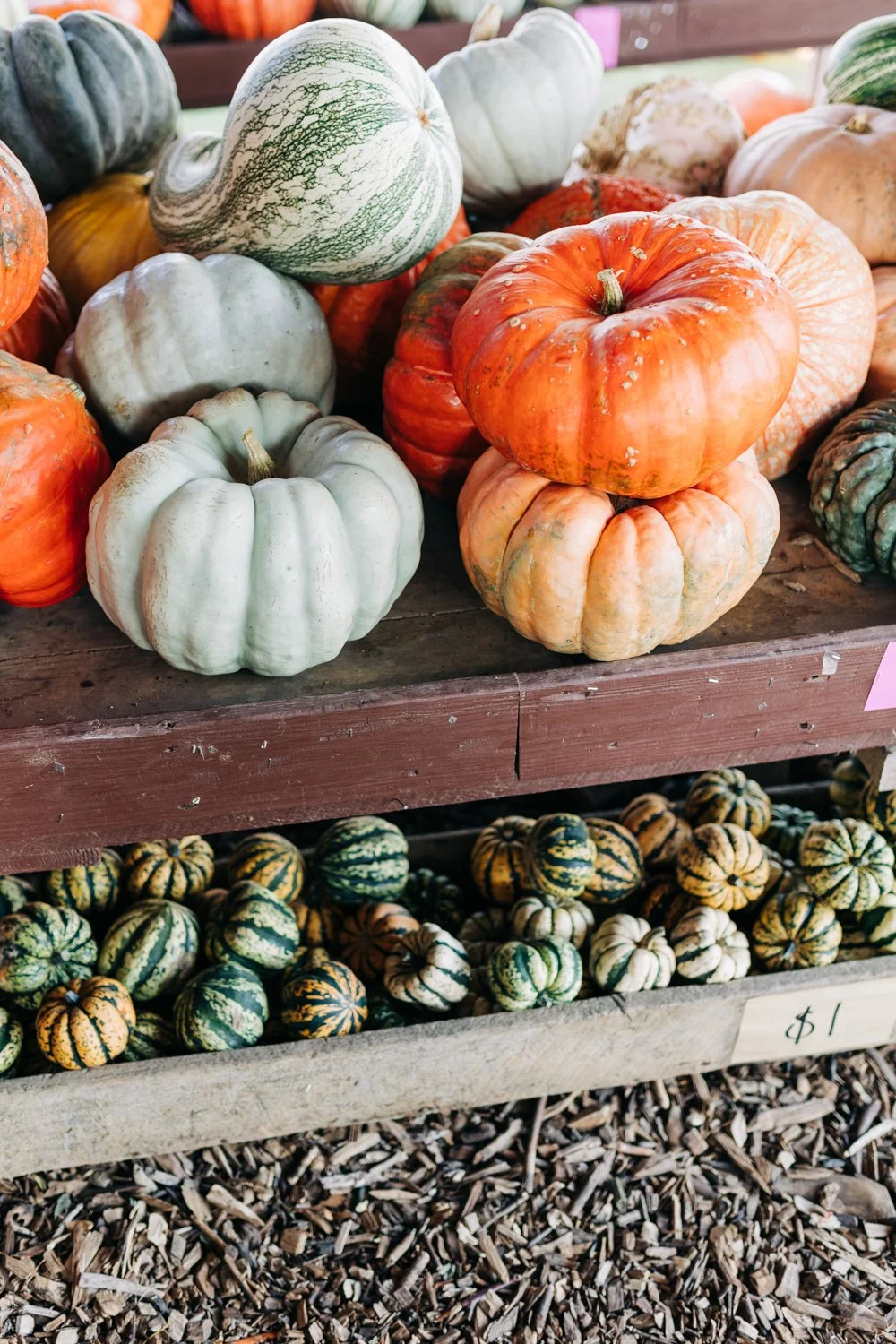 Variety of pumpkins and gourds displayed on wooden farm stand, including white, green, orange, and striped types, with a bag of small striped gourds at the bottom and a handwritten price sign.