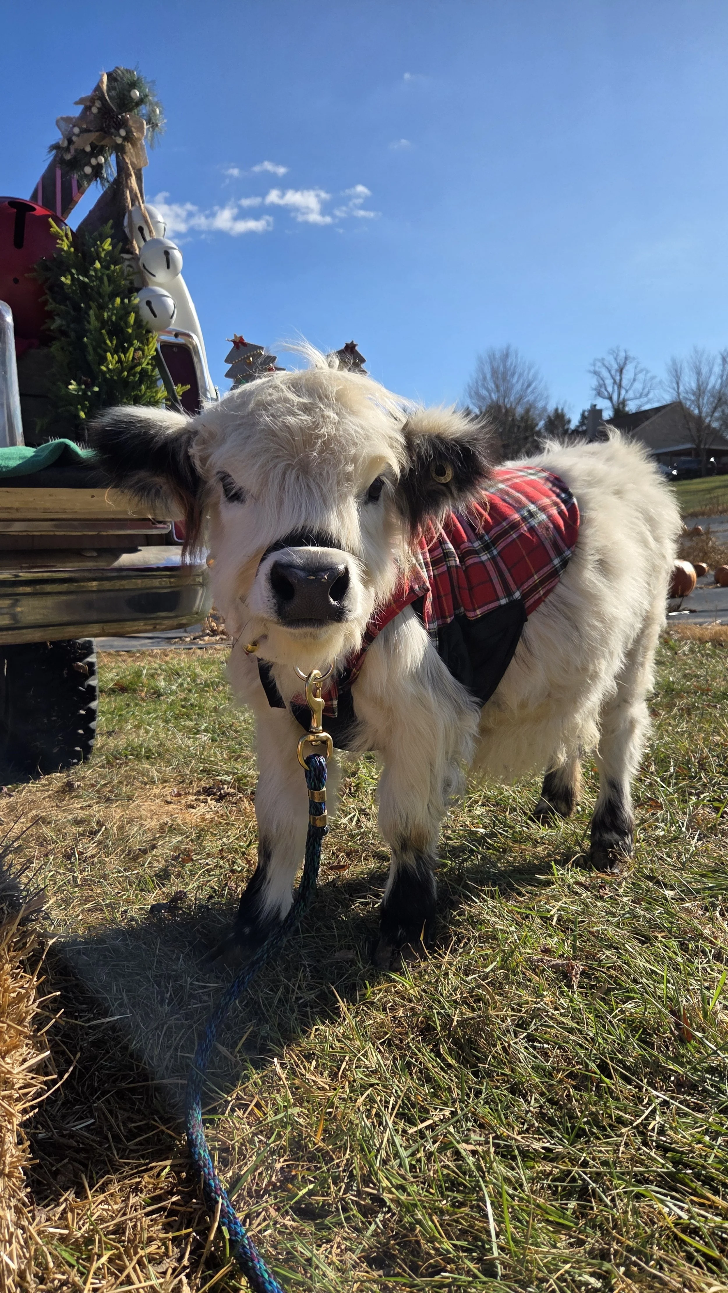Cute calf wearing a red plaid jacket in a sunny field with a Christmas tree decoration behind it.
