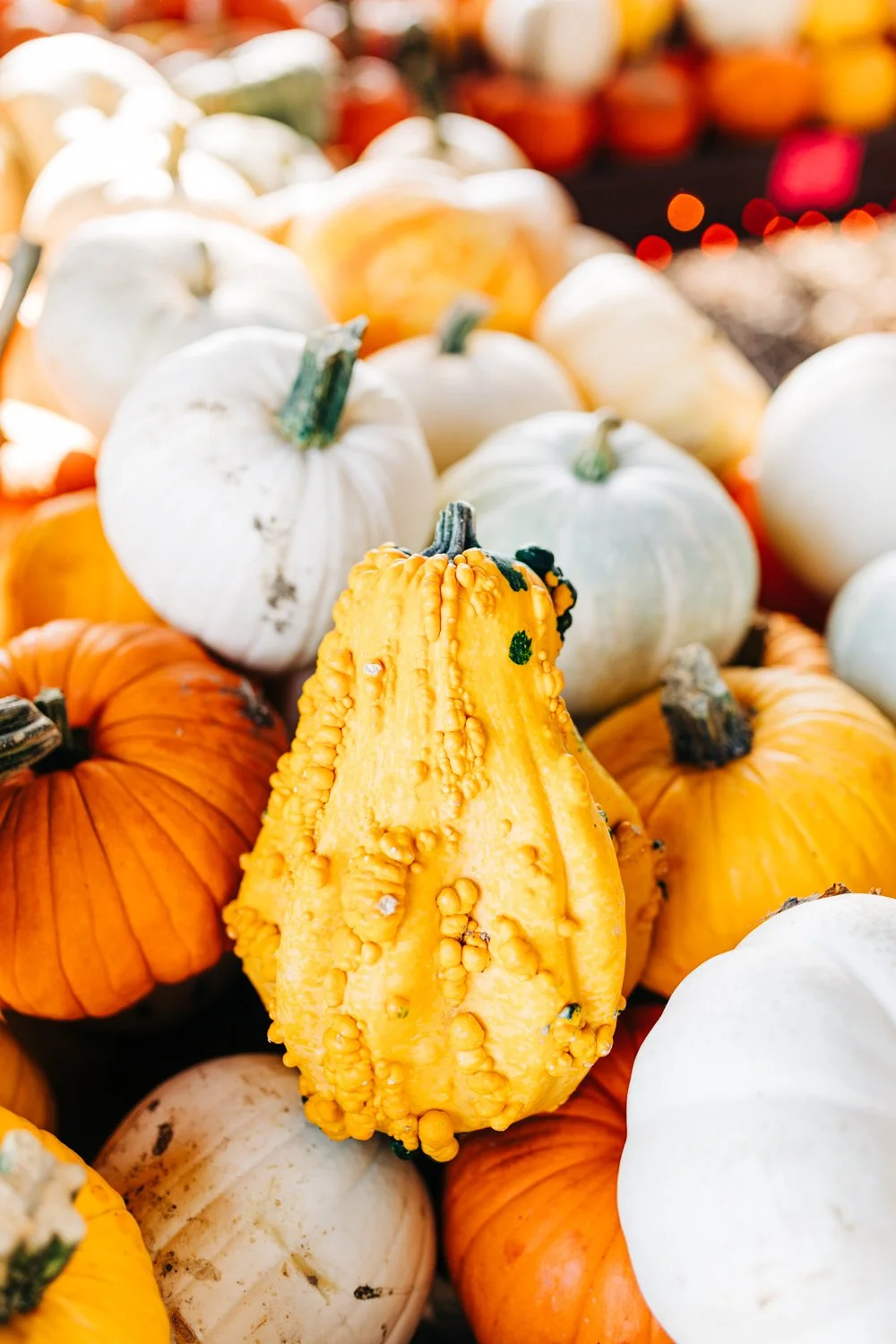 MyersPumpkins24-39.jpg