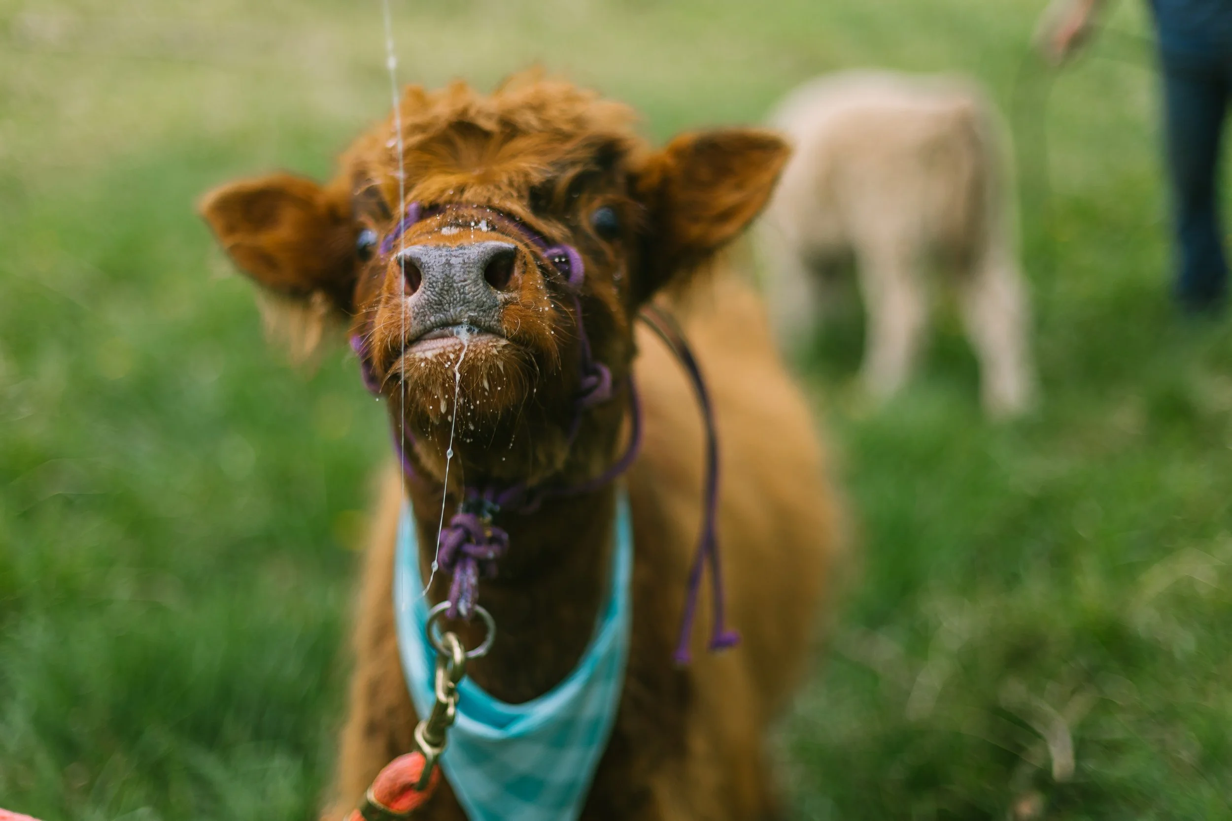 baby highland cow with milk on his nose