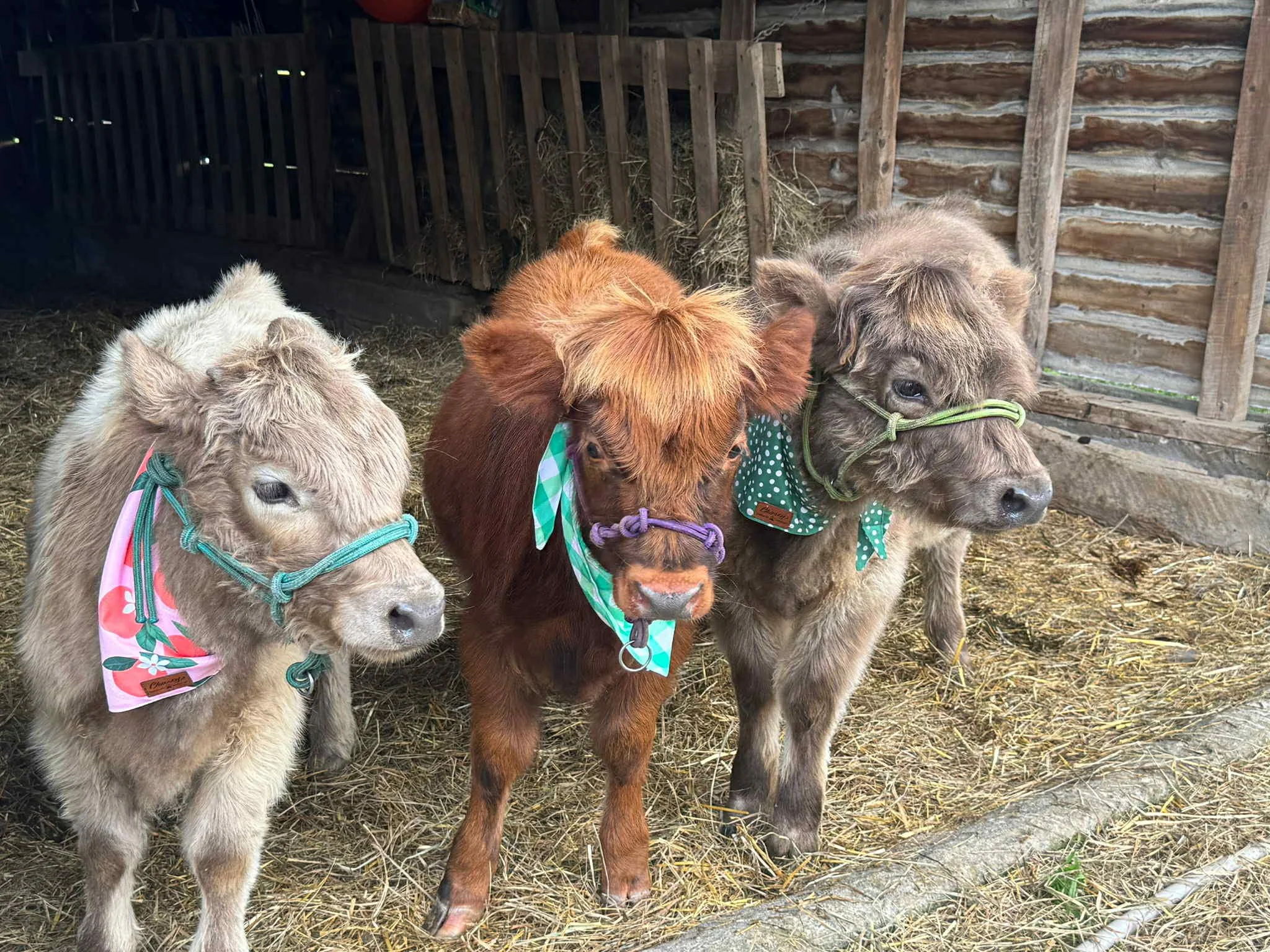 Three young cows, also known as calves, standing on a bed of straw inside a wooden barn.