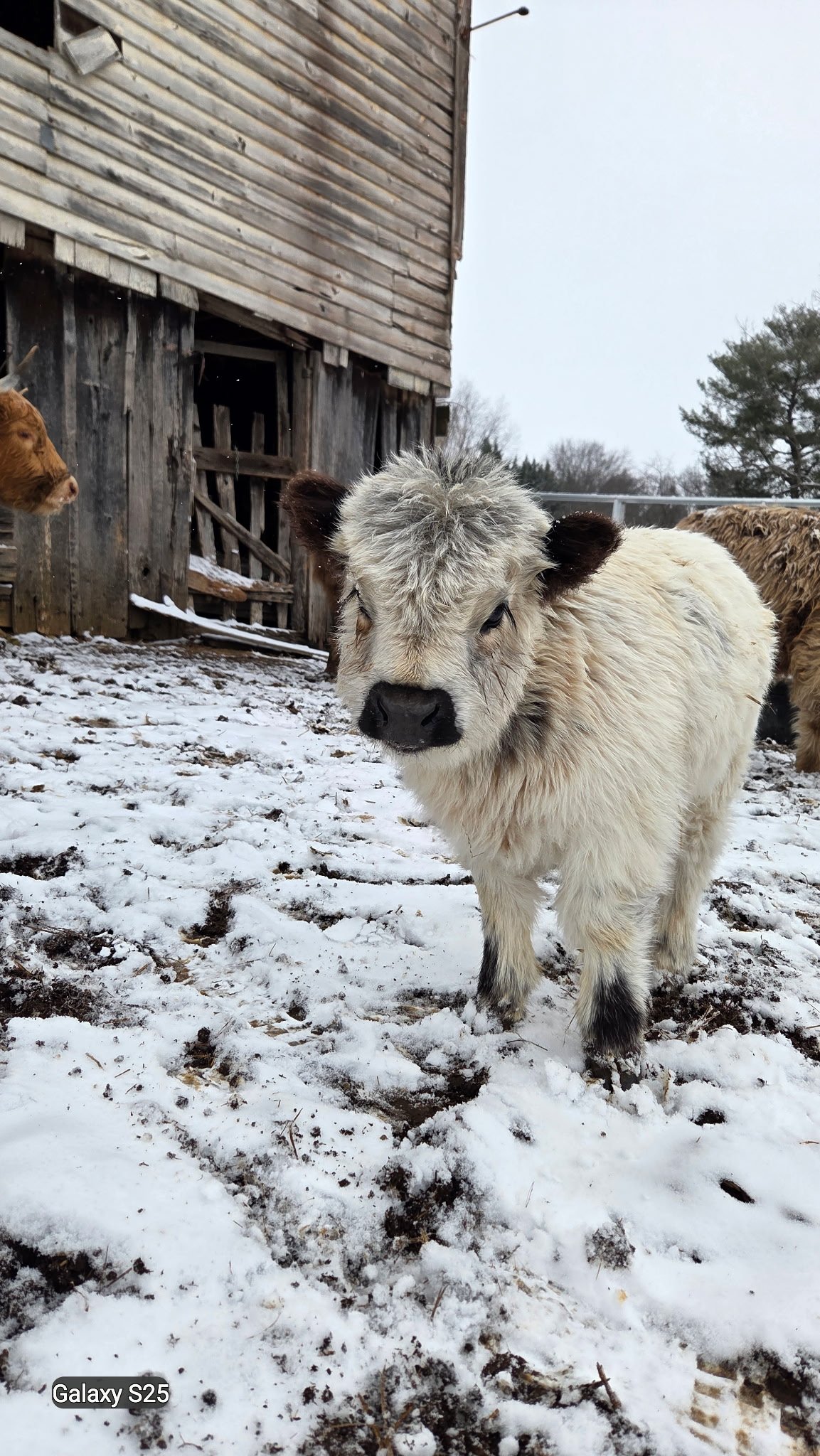A baby cow with white and gray fur standing on snow-covered ground near a wooden barn. There are other cows in the background.