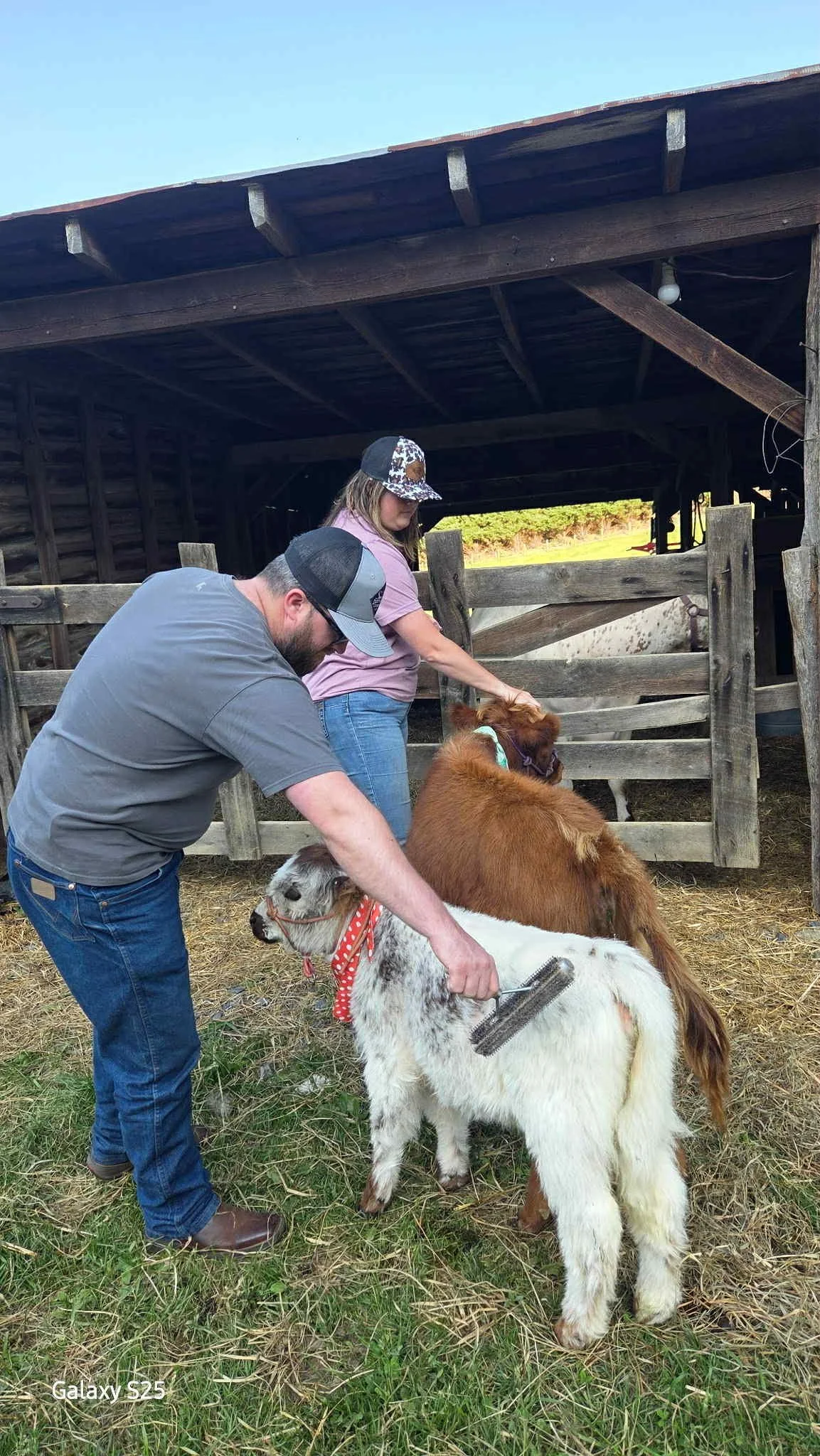Customers brushing the fur of the mini cows