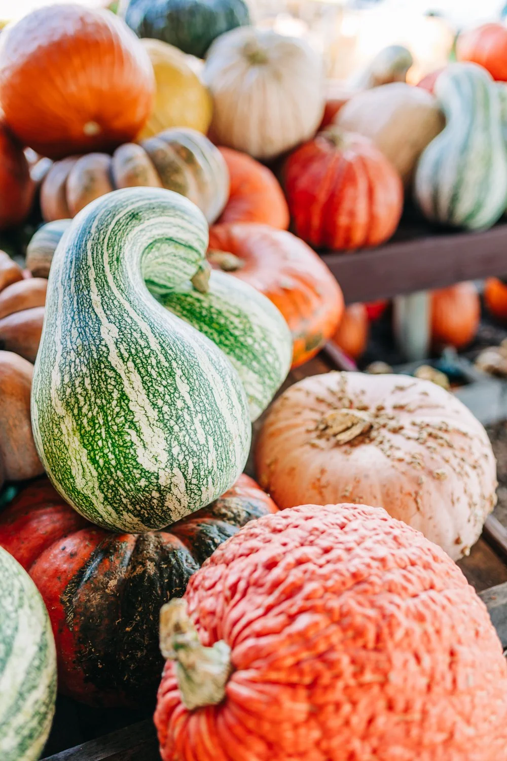 MyersPumpkins24-26.jpg