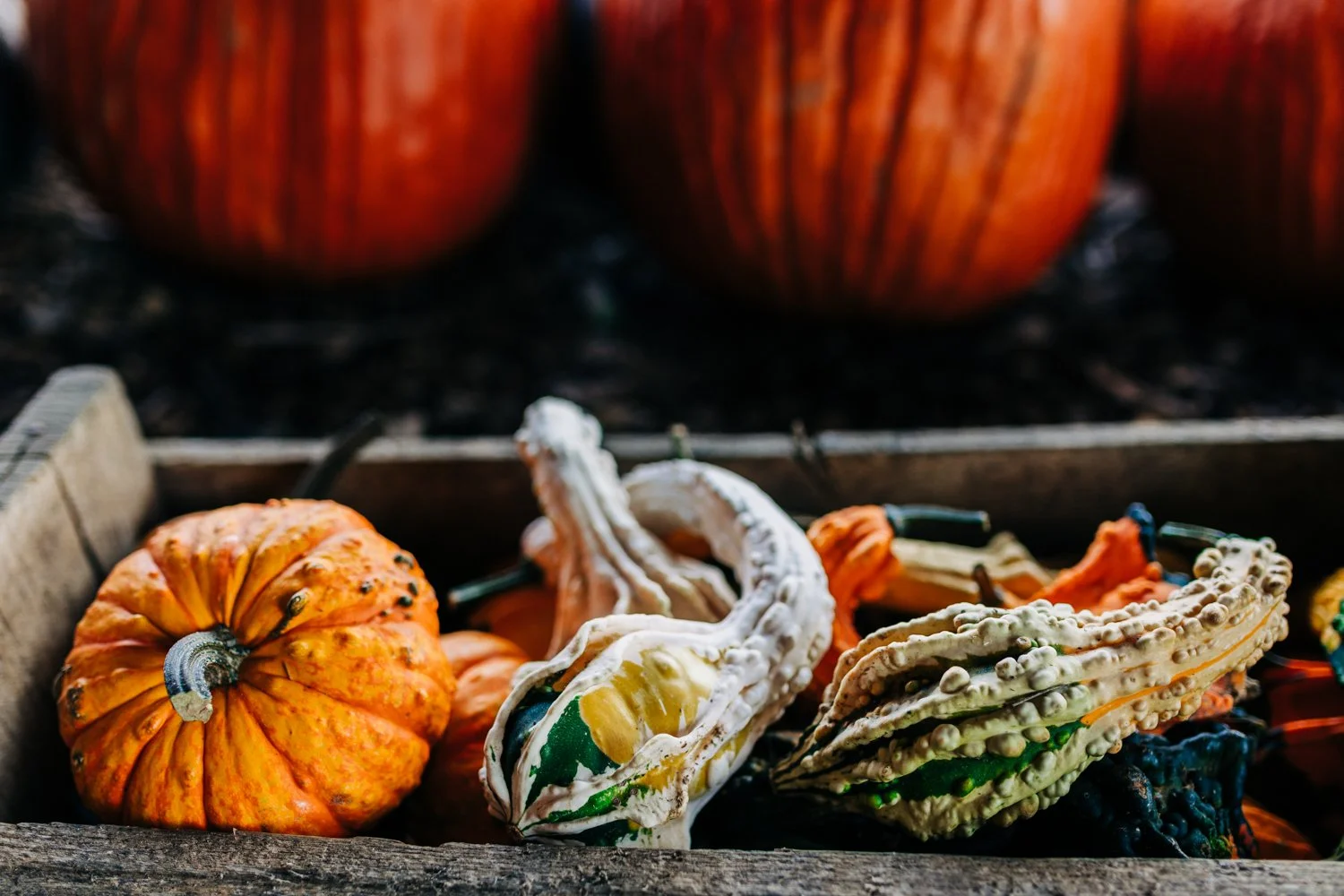 MyersPumpkins24-33.jpg