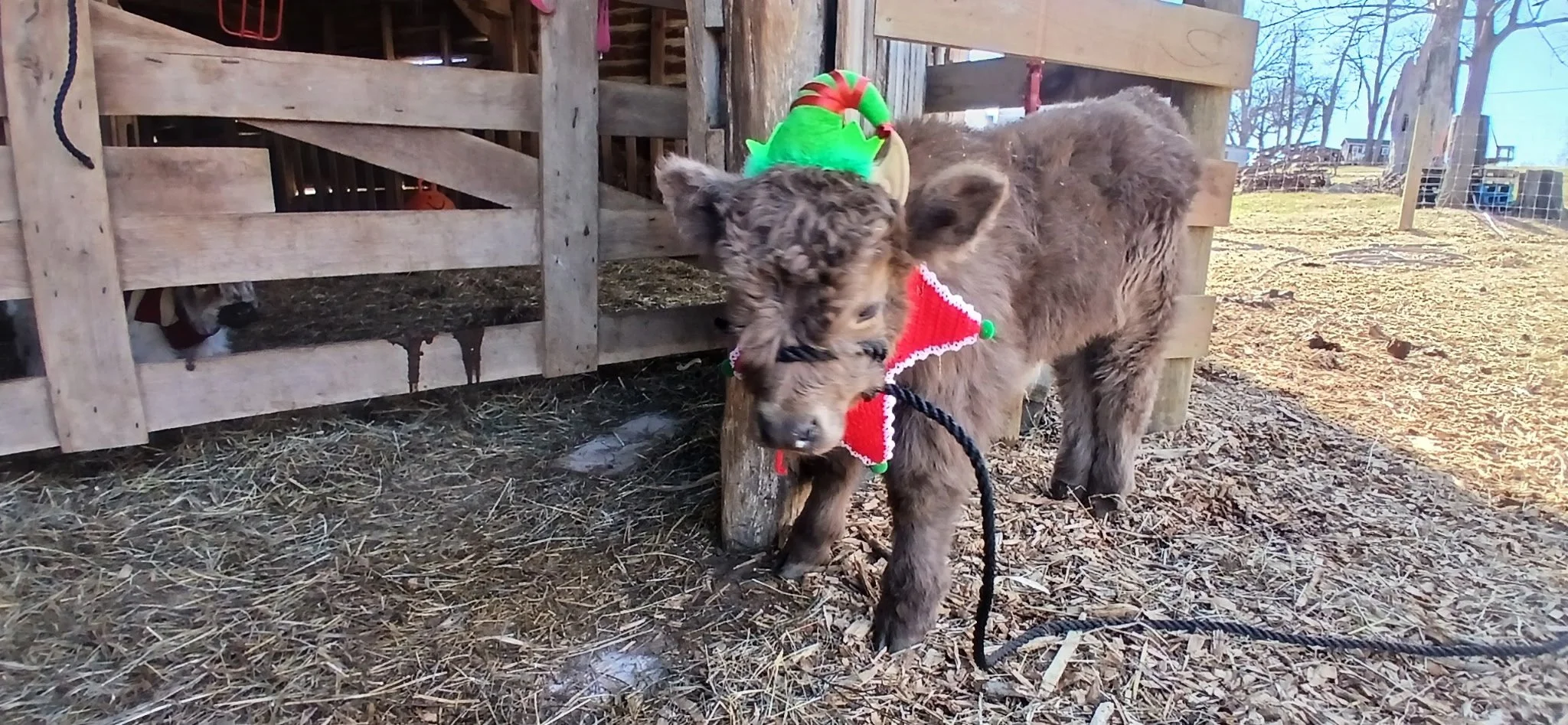 A small brown puppy wearing a red and green Christmas costume with a Santa hat and a green elf hat, connected to a black leash, standing outside on straw and wood chips, near a wooden fence. In the background, there is another dog behind the fence and bare trees, with a bright, clear sky.