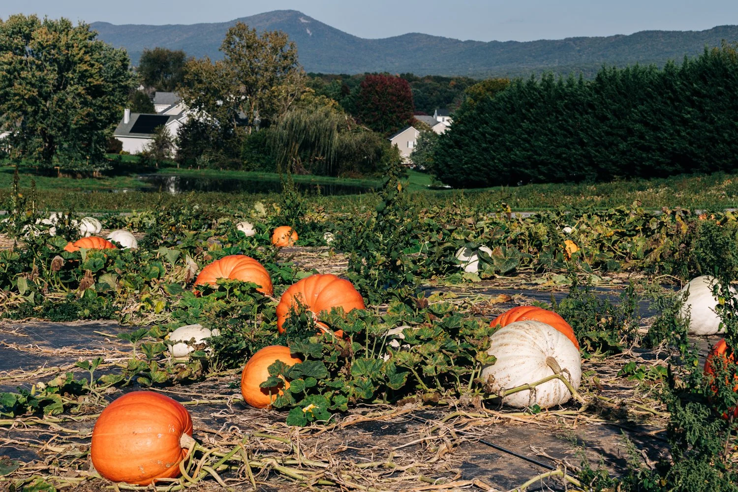 MyersPumpkins24-119.jpg