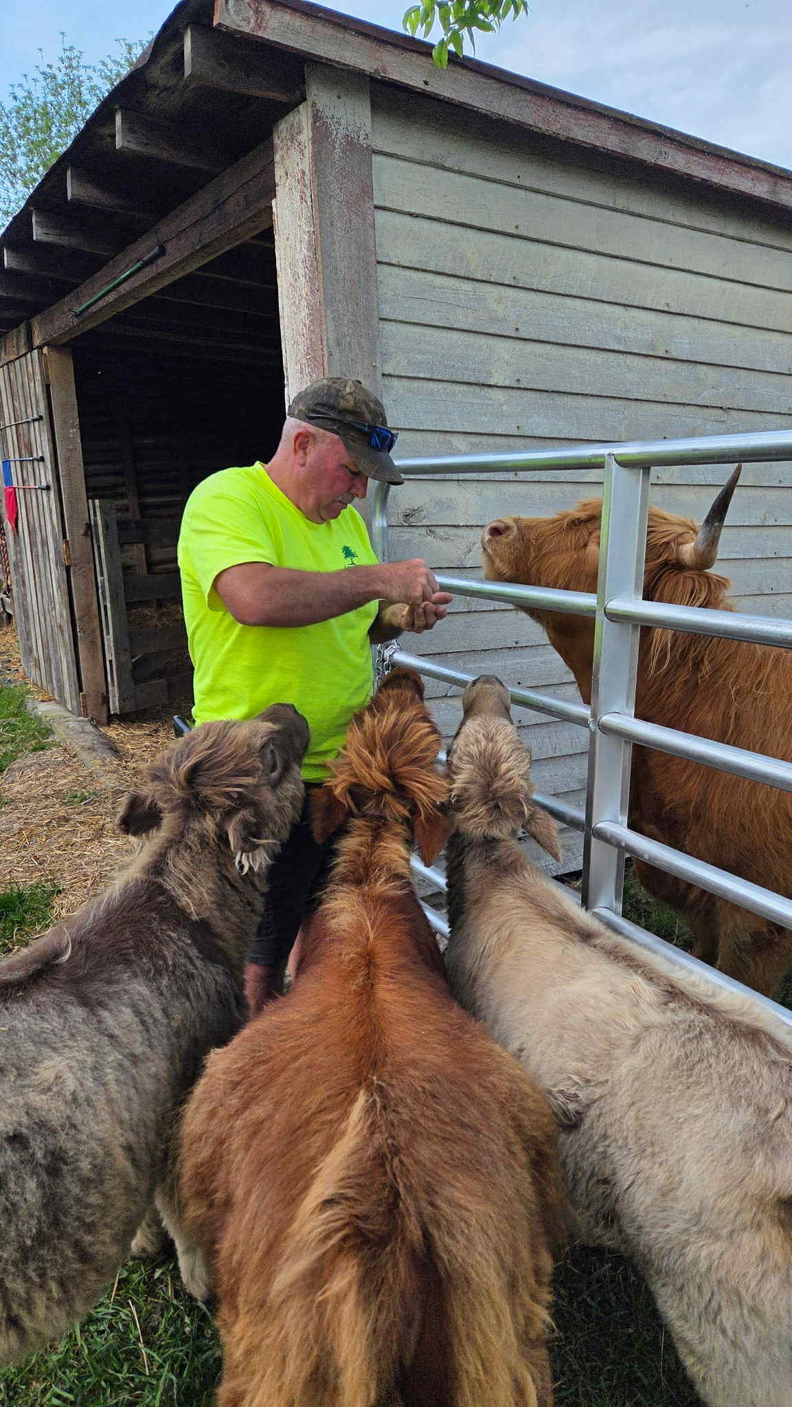 The owner of a family run mini cow farm feeding animal cookies to the scottish highland cows while three calves watch