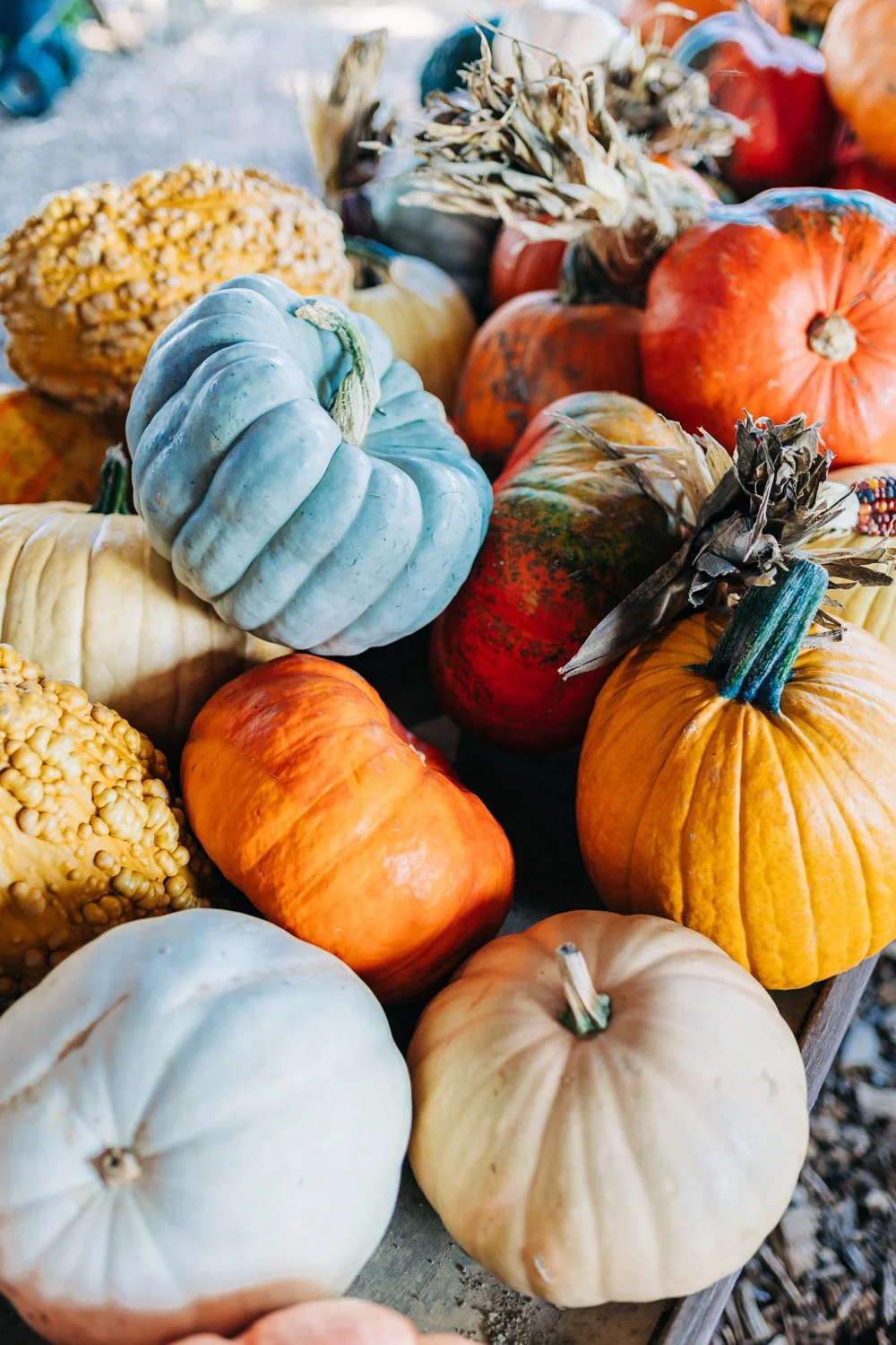 A variety of pumpkins and gourds in different colors and textures on display at a market.