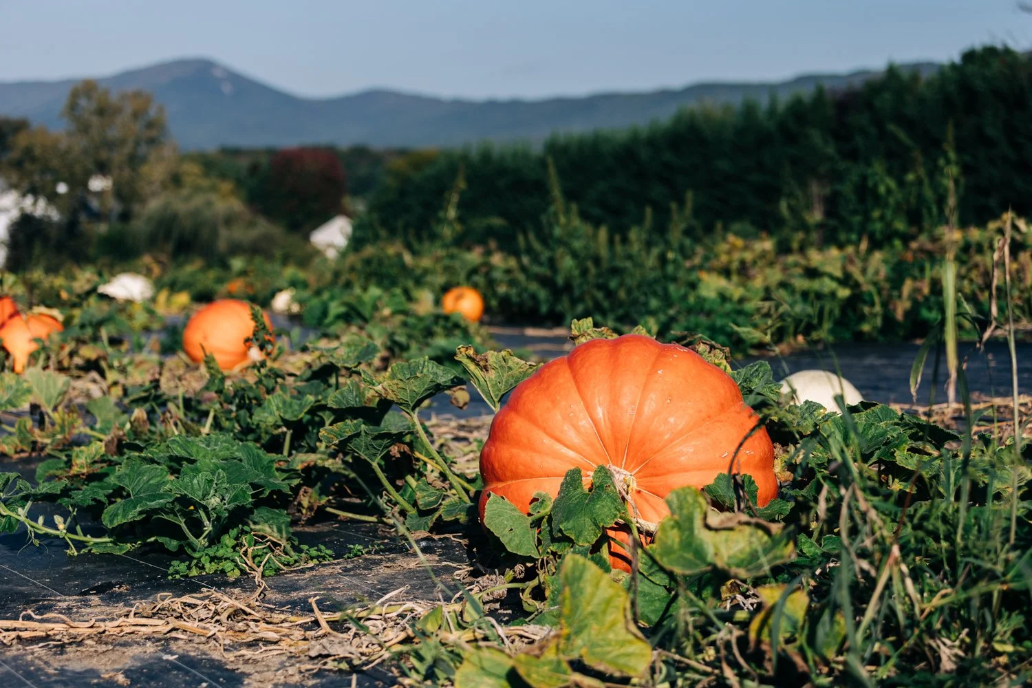 MyersPumpkins24-118.jpg