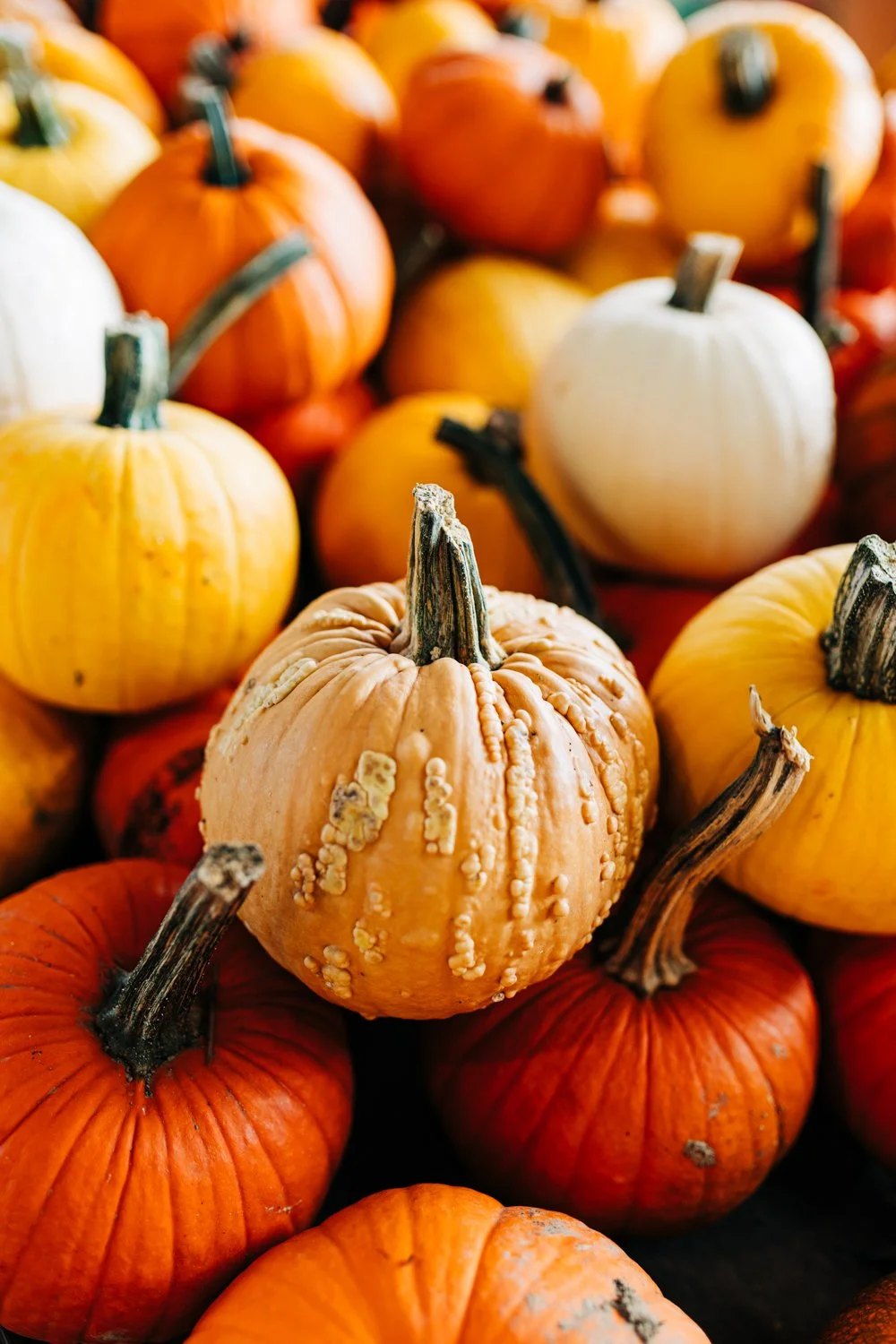 MyersPumpkins24-41.jpg