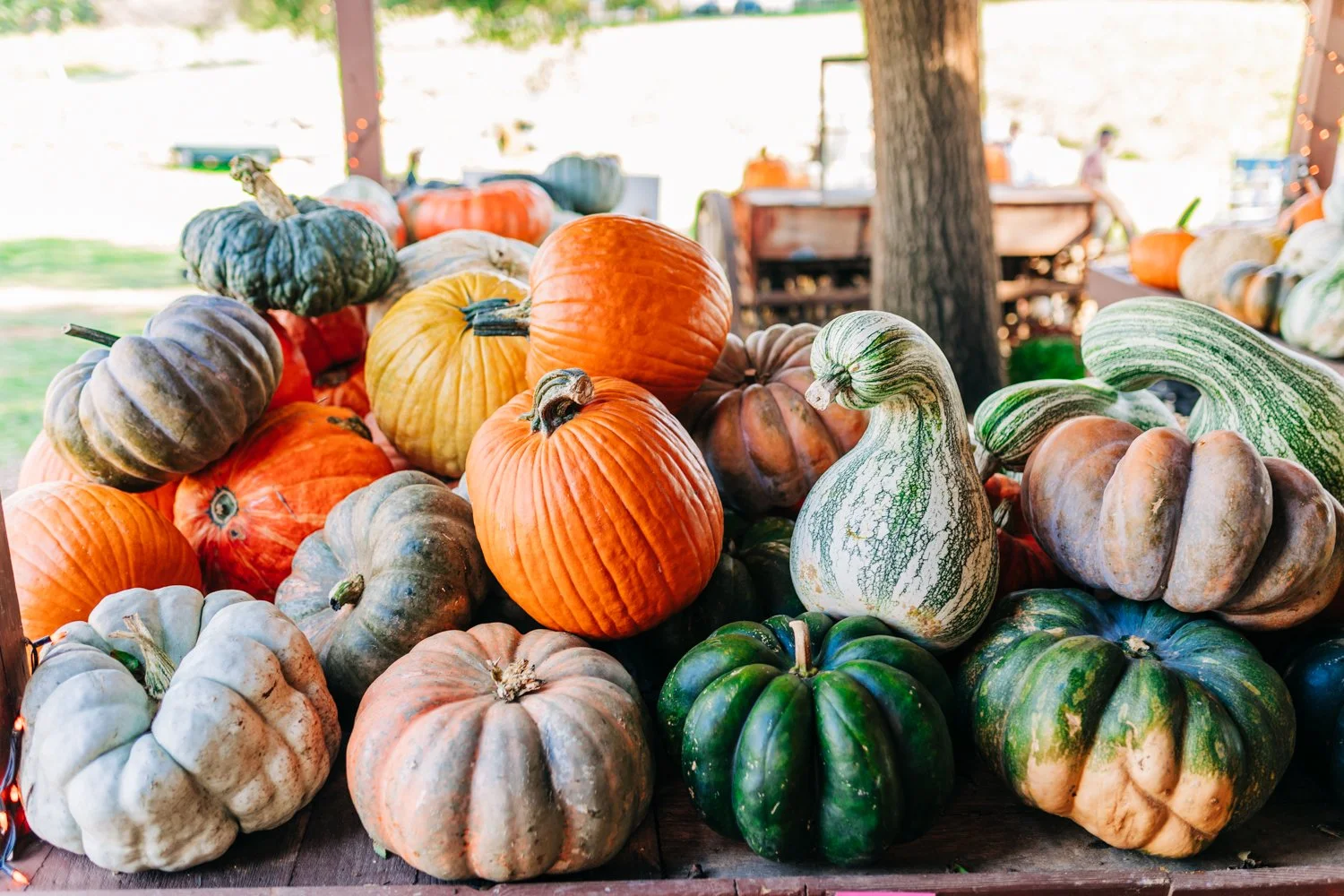 MyersPumpkins24-27.jpg