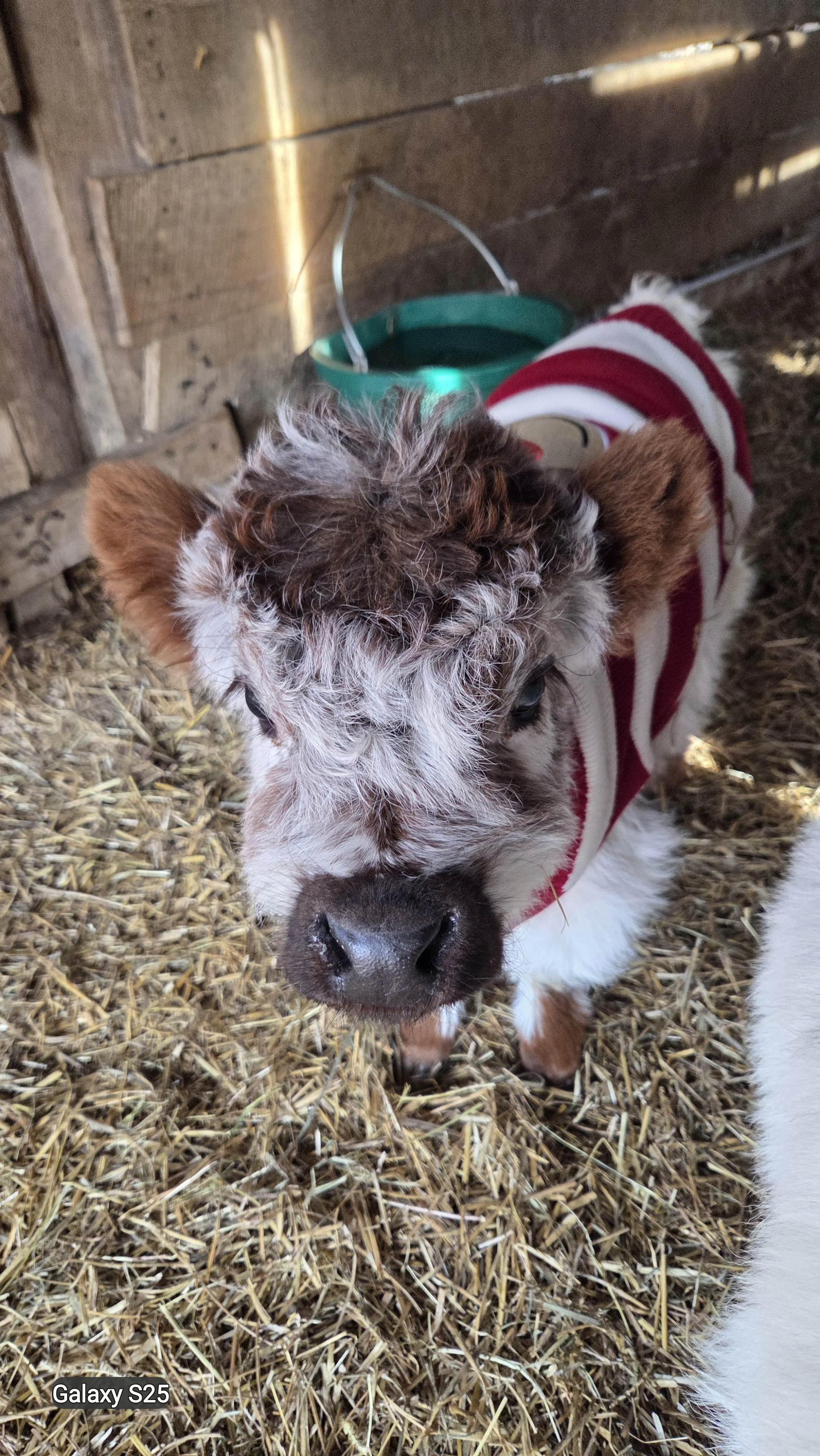 Close-up of a small puppy with curly hair, wearing a red and white striped sweater, standing on straw inside a barn.