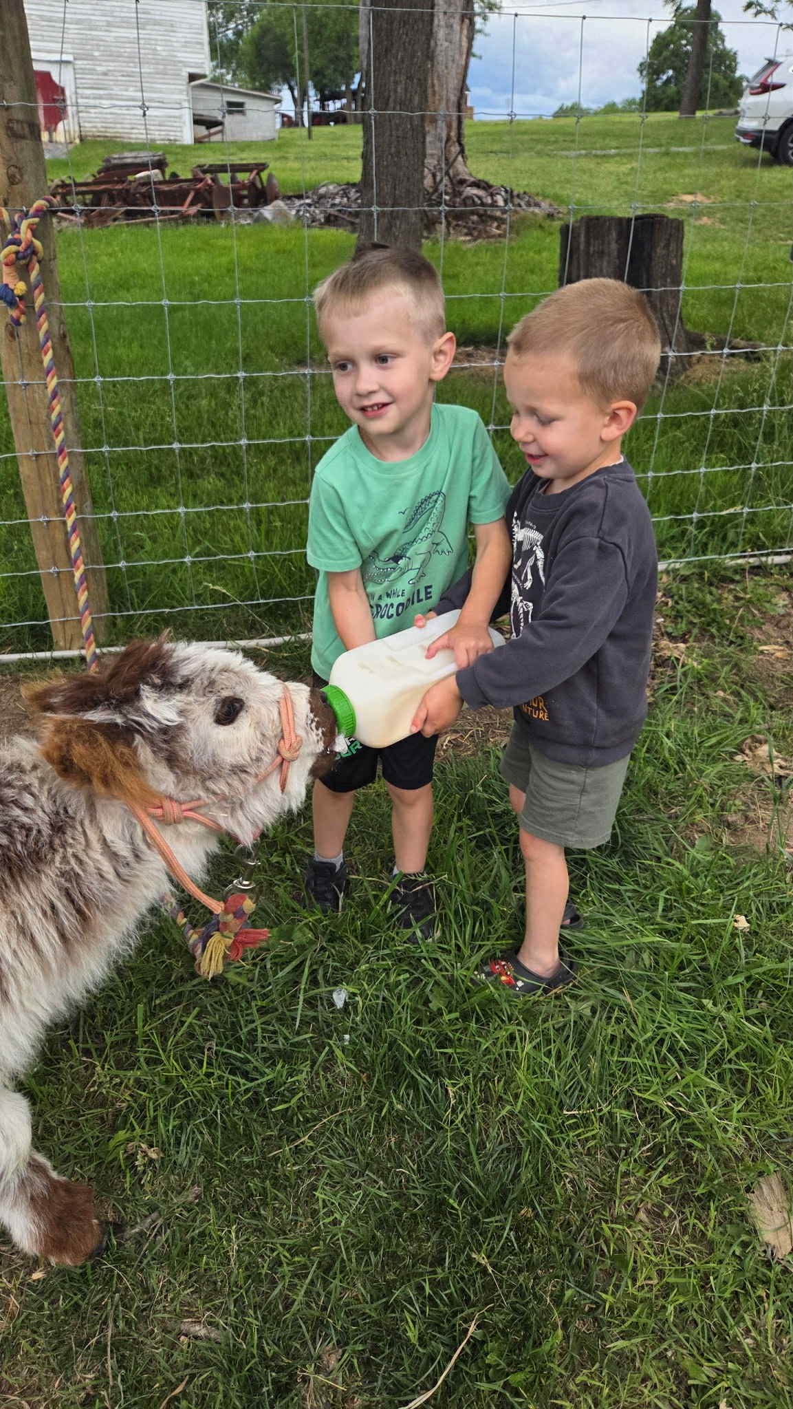 Two small boys are bottle feeding a baby highland cow