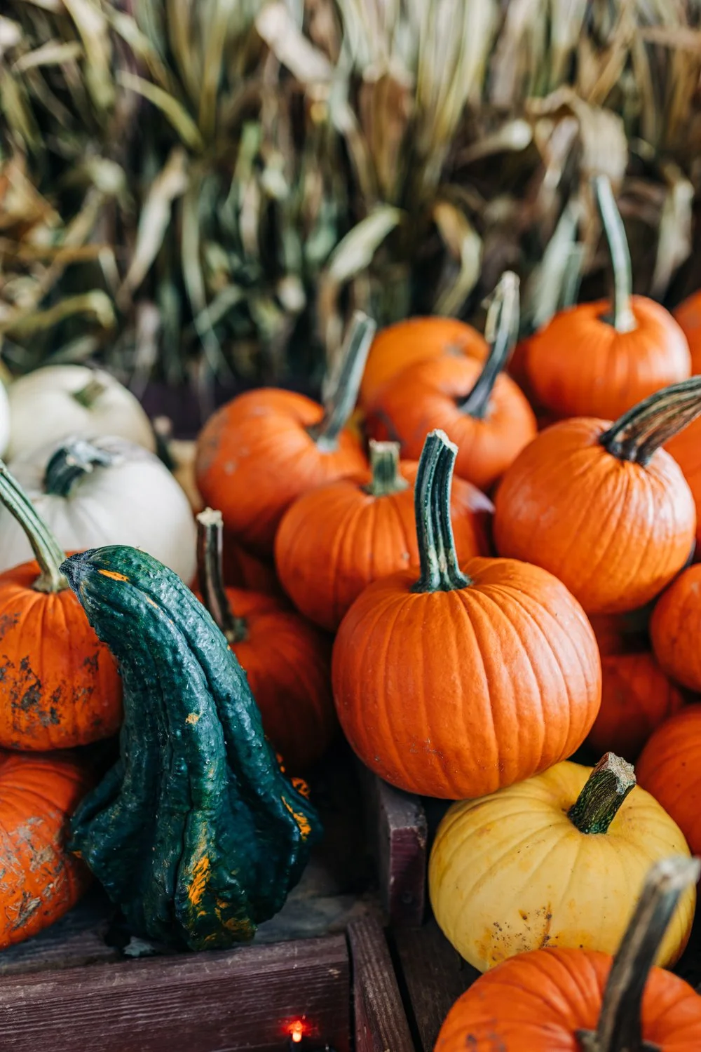 MyersPumpkins24-38.jpg