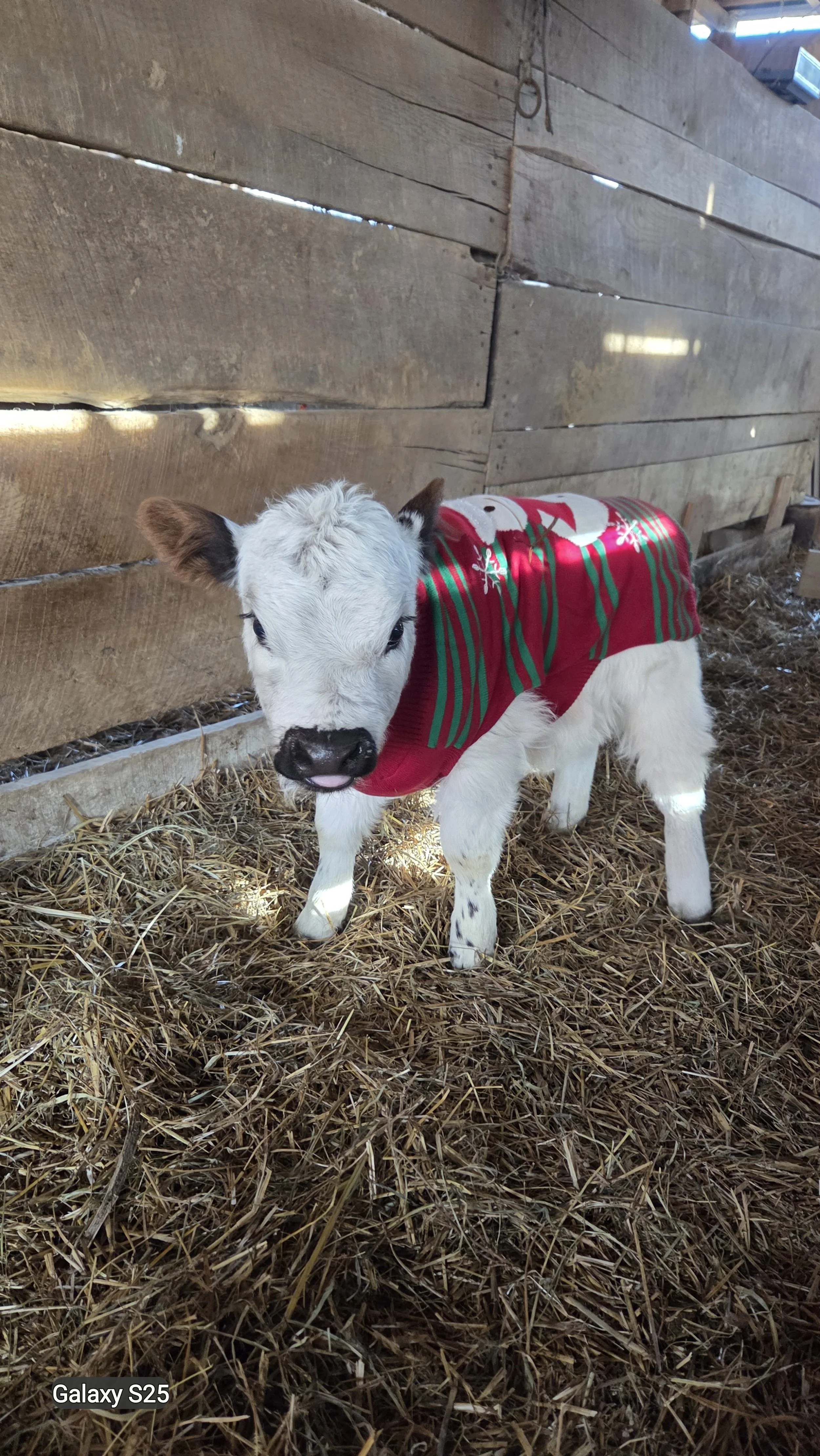 A cute baby calf wearing a red Christmas sweater with green stripes and a snowman design, standing on a bed of straw inside a barn.