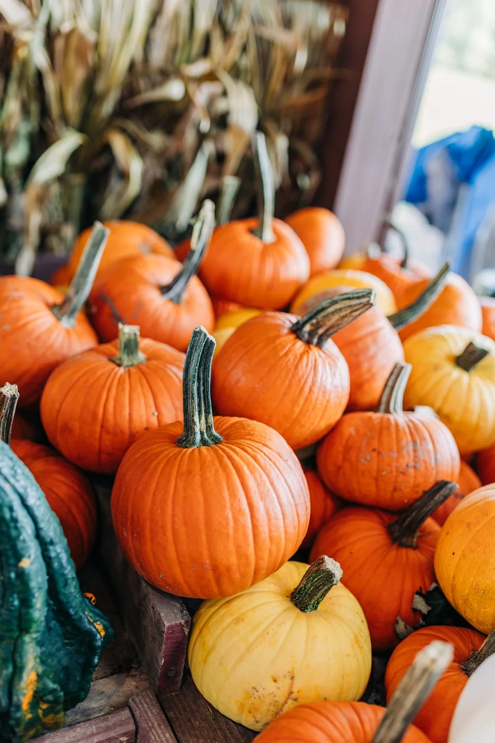 MyersPumpkins24-37.jpg
