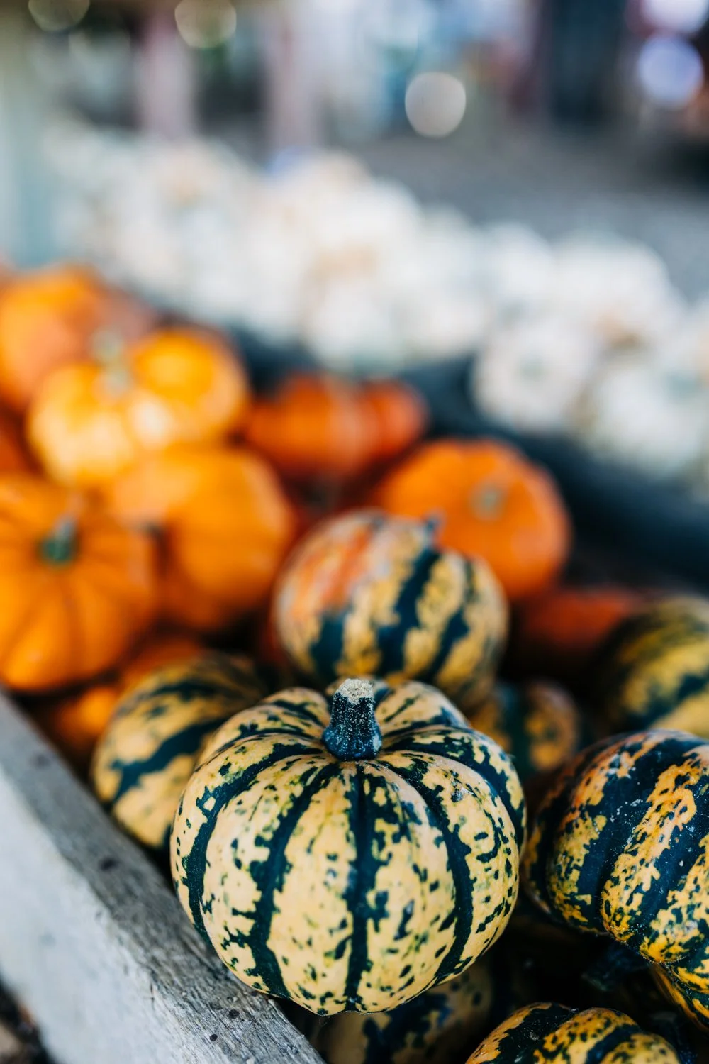 MyersPumpkins24-35.jpg