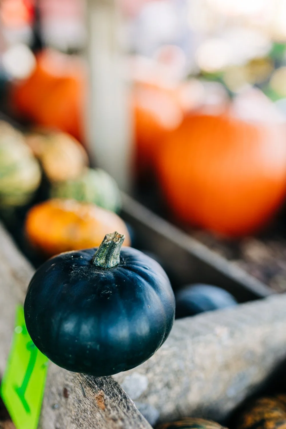 MyersPumpkins24-32.jpg