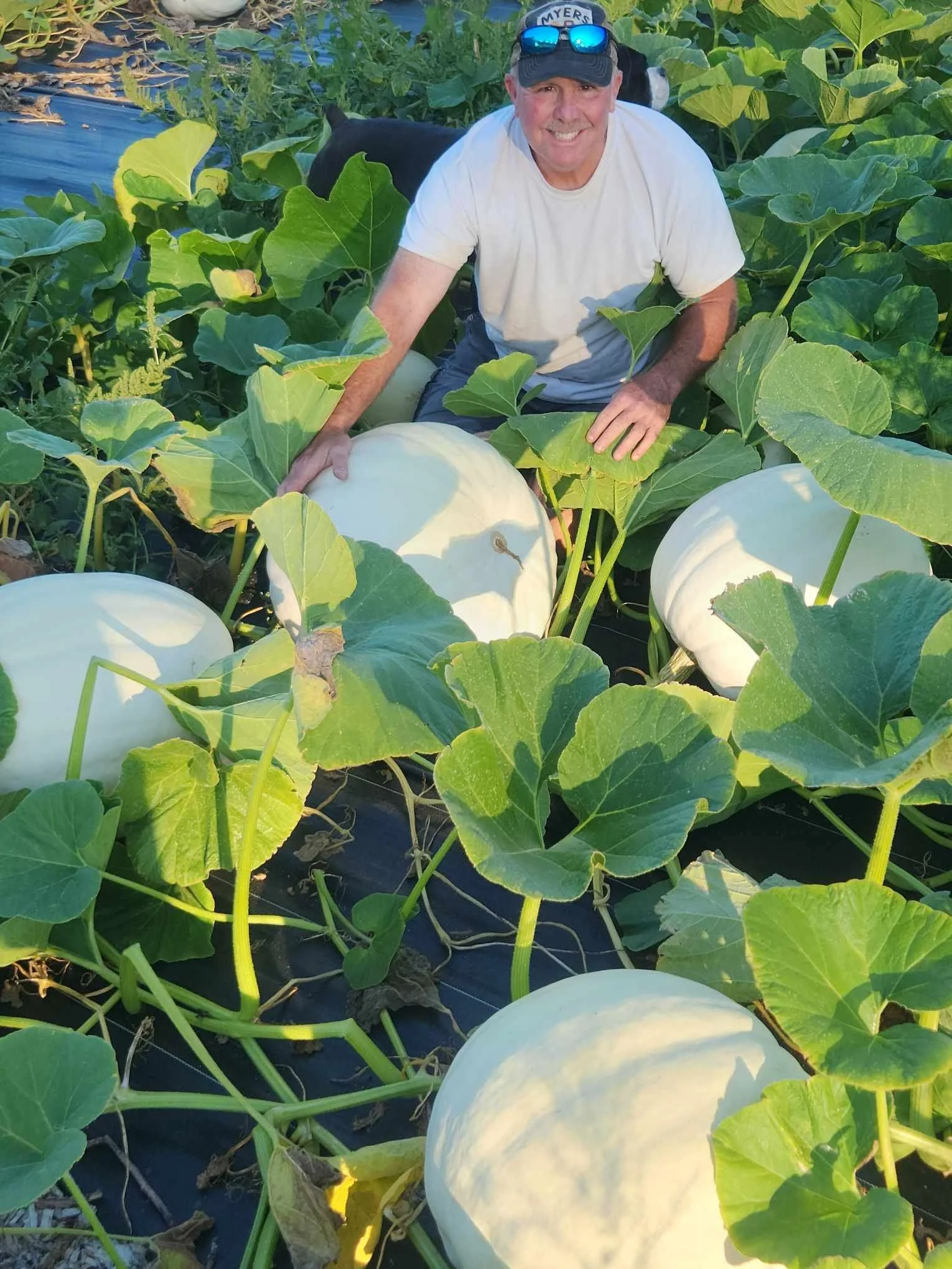 A man is kneeling among large white pumpkins and green pumpkin leaves in a pumpkin patch, smiling at the camera.