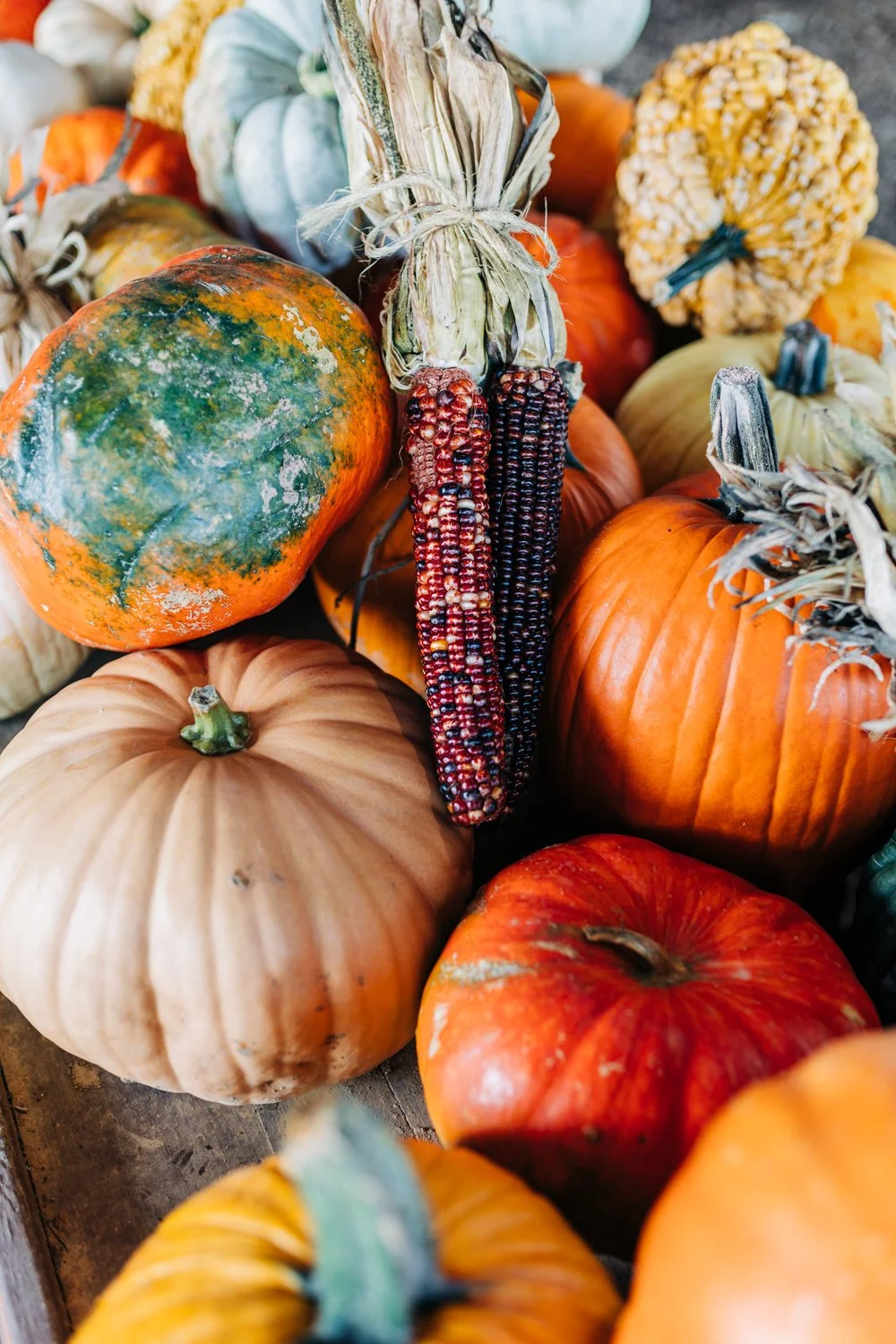 A variety of pumpkins, squash, and Indian corn displayed together, showcasing their different colors and textures, typical of autumn harvest decorations.