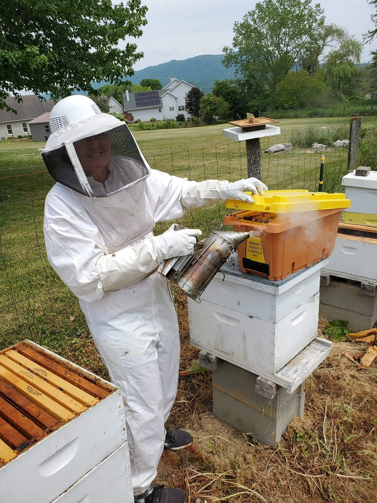 A beekeeper in white protective gear and veil inspecting a hive box in an outdoor setting with houses and mountains in the background.