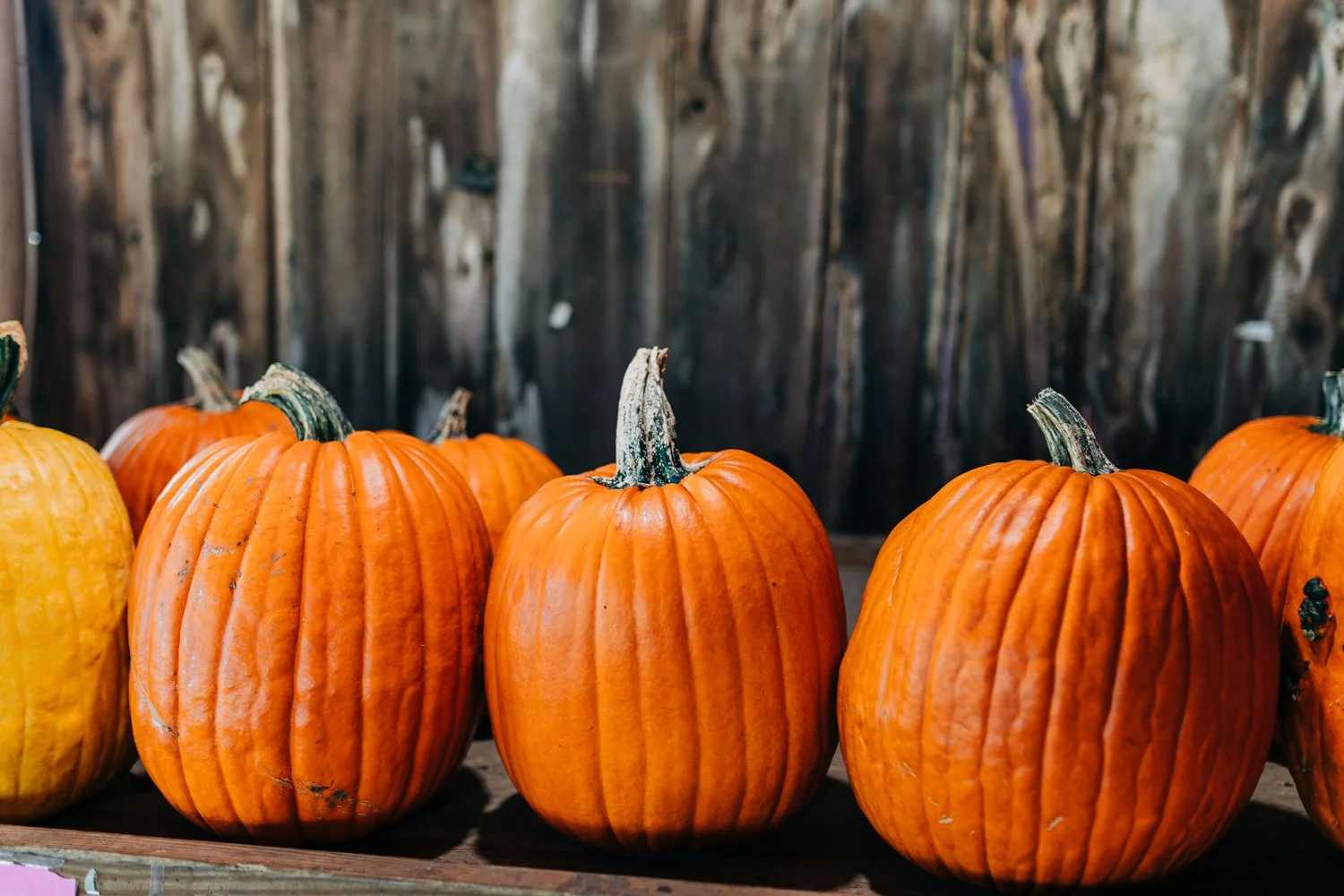 MyersPumpkins24-51.jpg