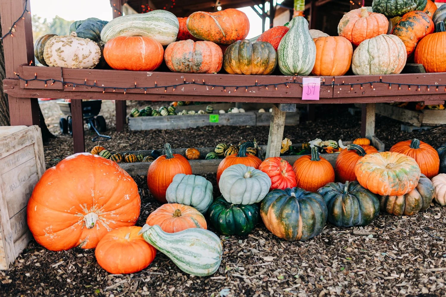 MyersPumpkins24-29.jpg