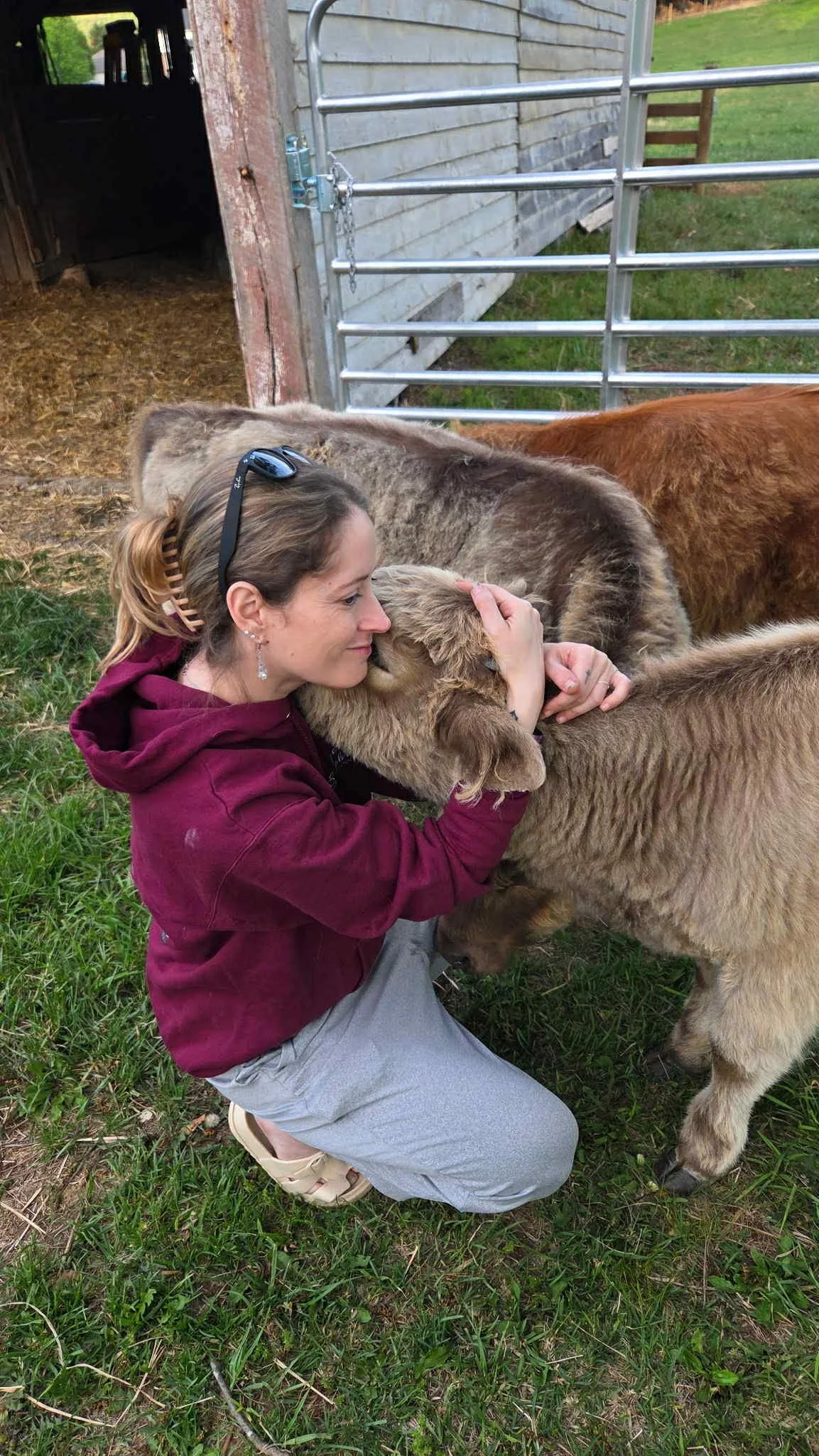 Girl hugging a mini cow on a family farm and petting zoo located near Harrisonburg, VA.