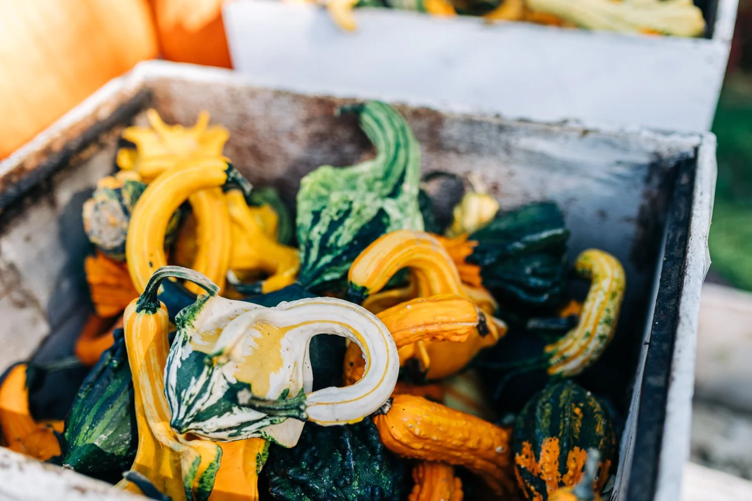 MyersPumpkins24-58.jpg