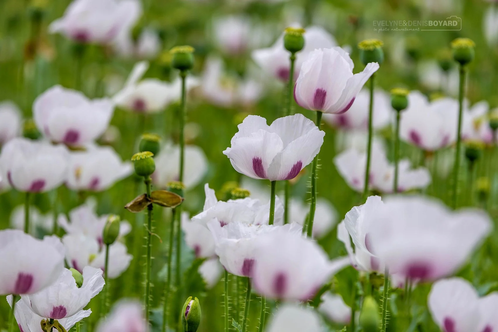 Pavots blancs.