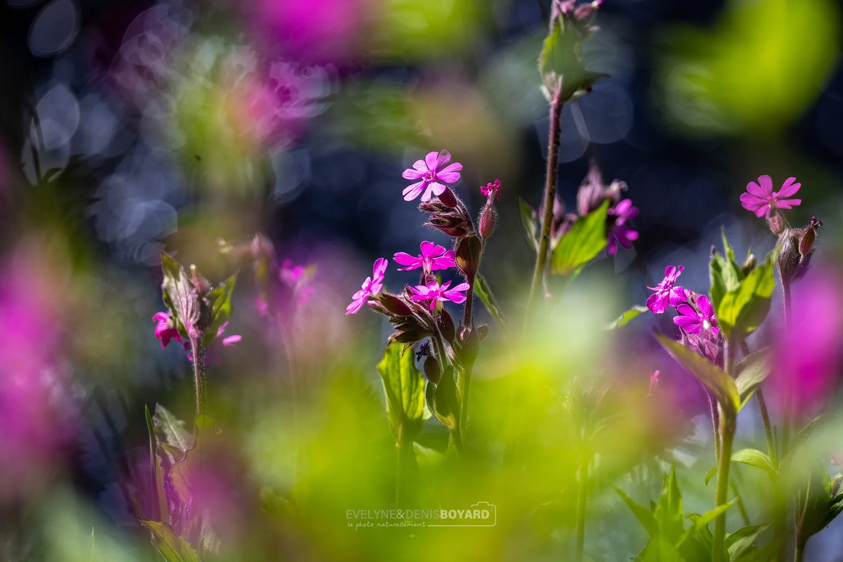 Flore