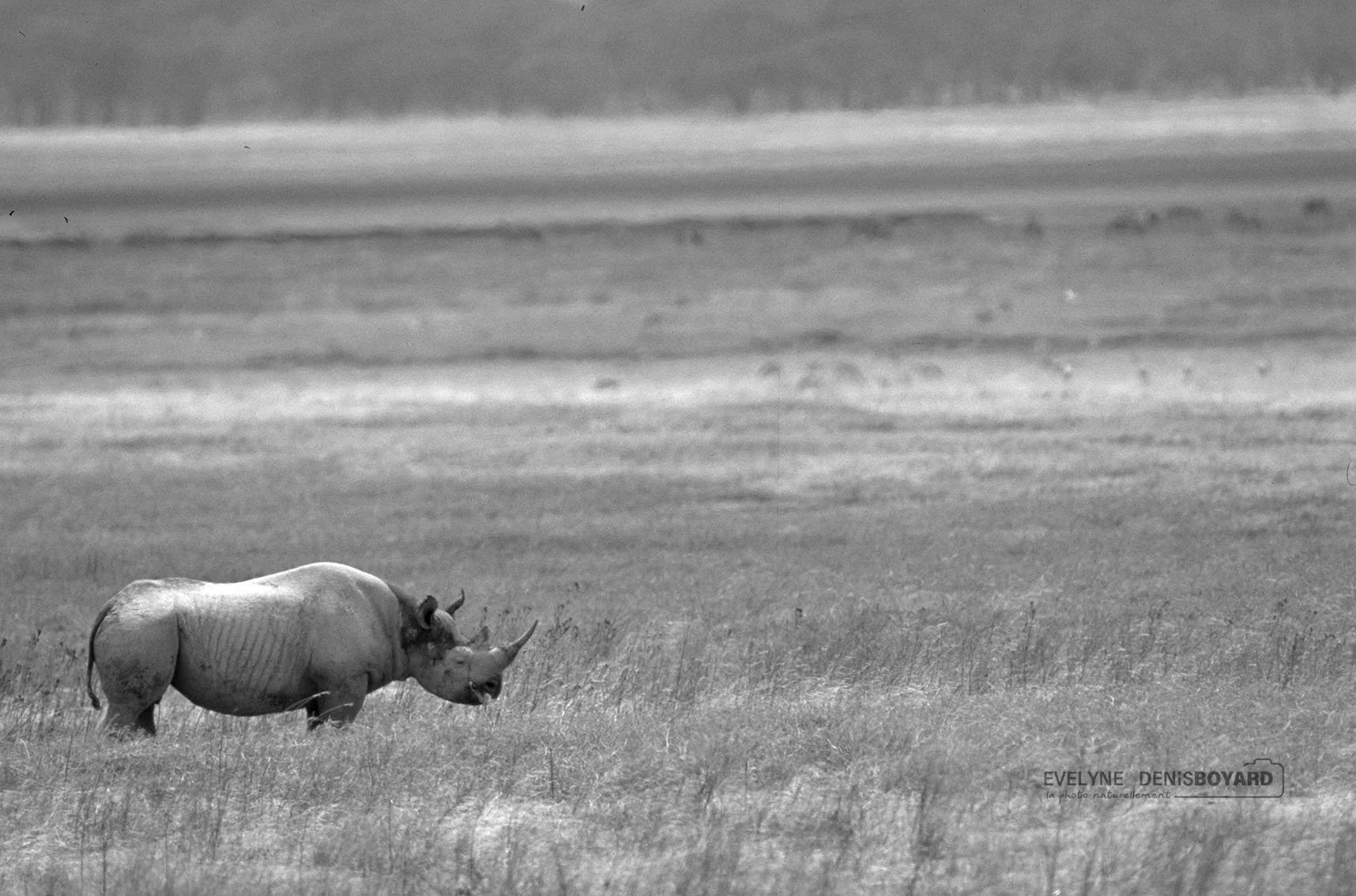 Rhinocéros noir.