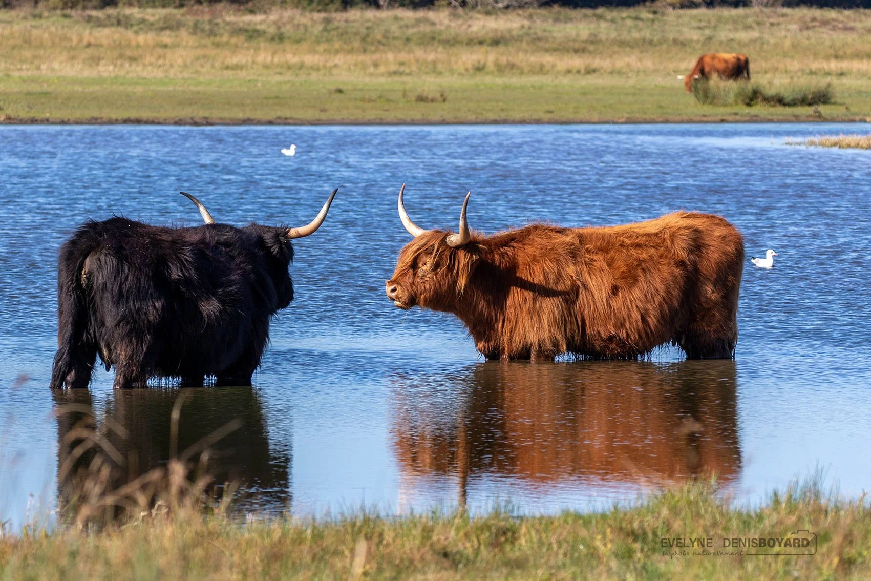 Vaches des Highlands, au Crotoy (Somme).