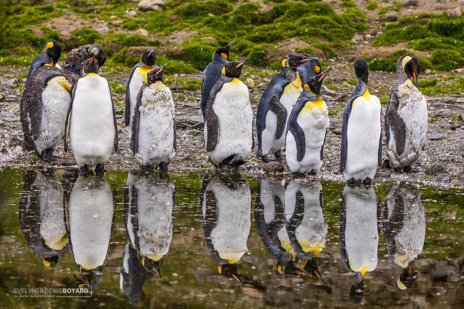 Manchots royaux en pleine mue à Grytviken.