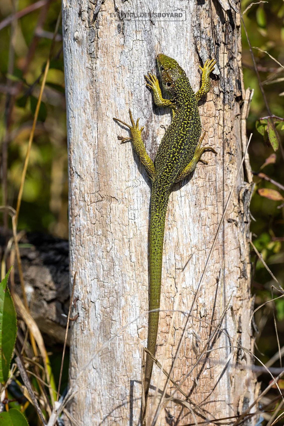 Lézard vert occidental.