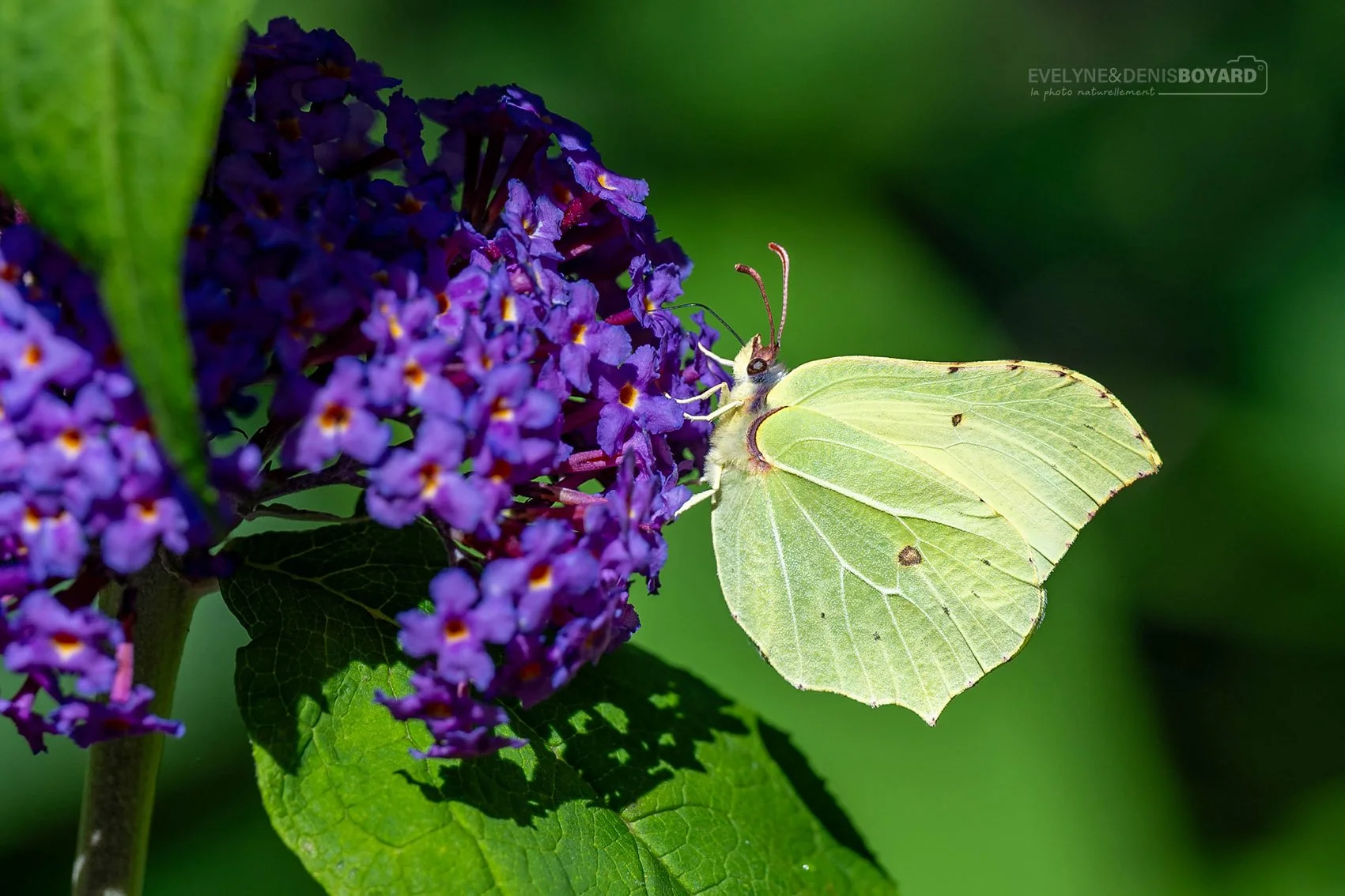 Papillon citron.