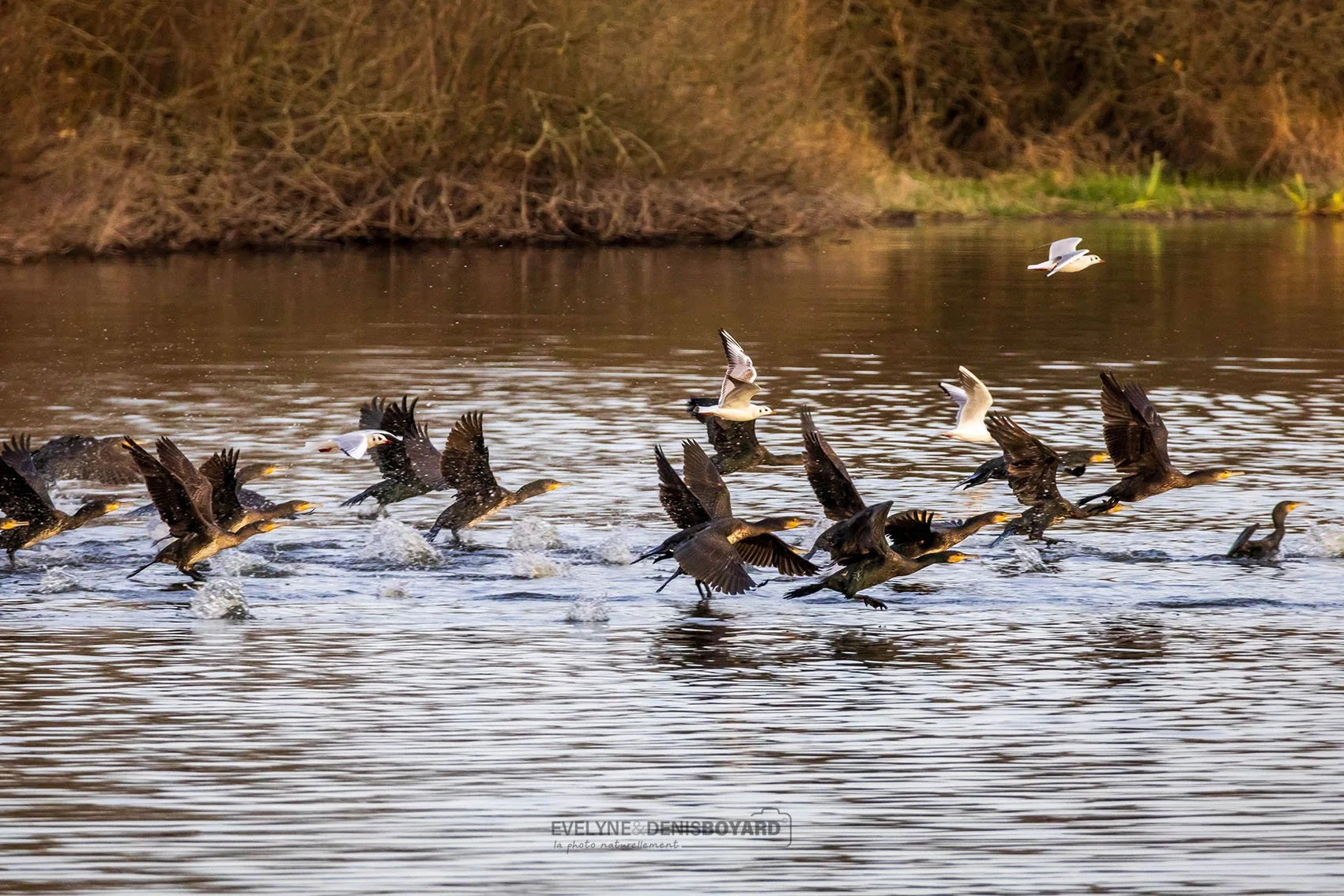 Envol d'un groupe de grands cormorans.